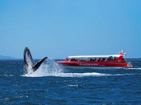 Whale breaching next to Explorer