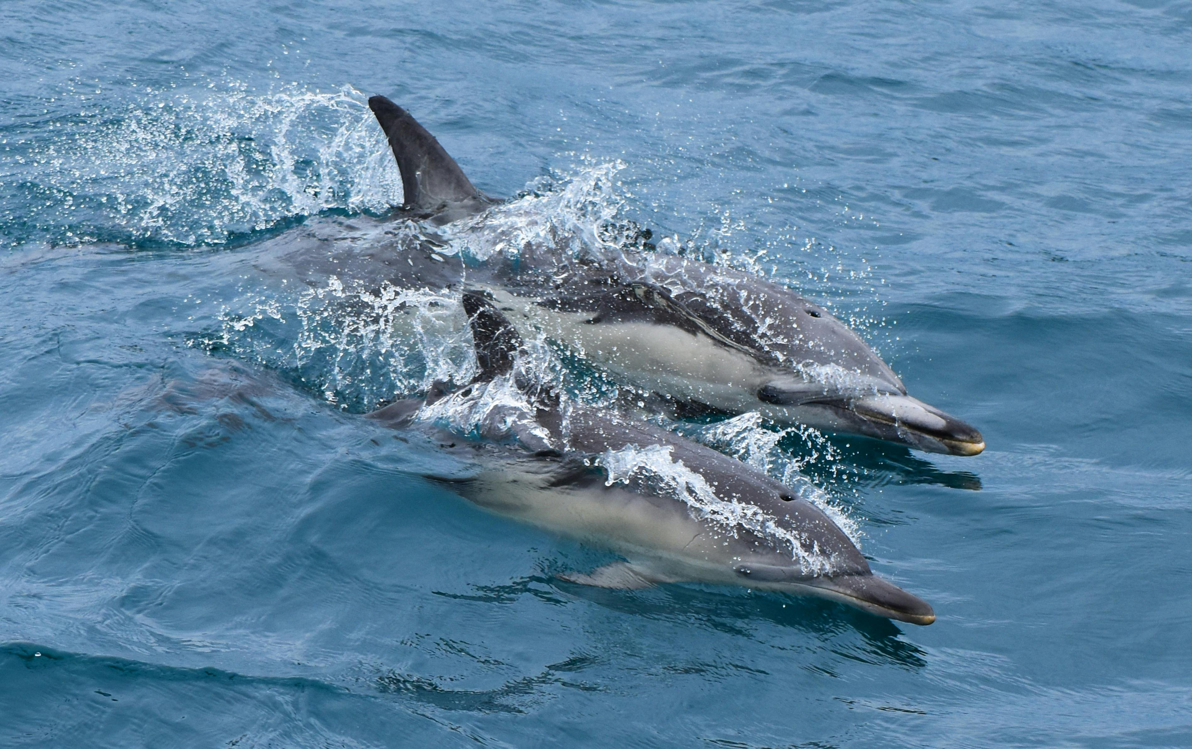 Dolphins at Wilsons Prom