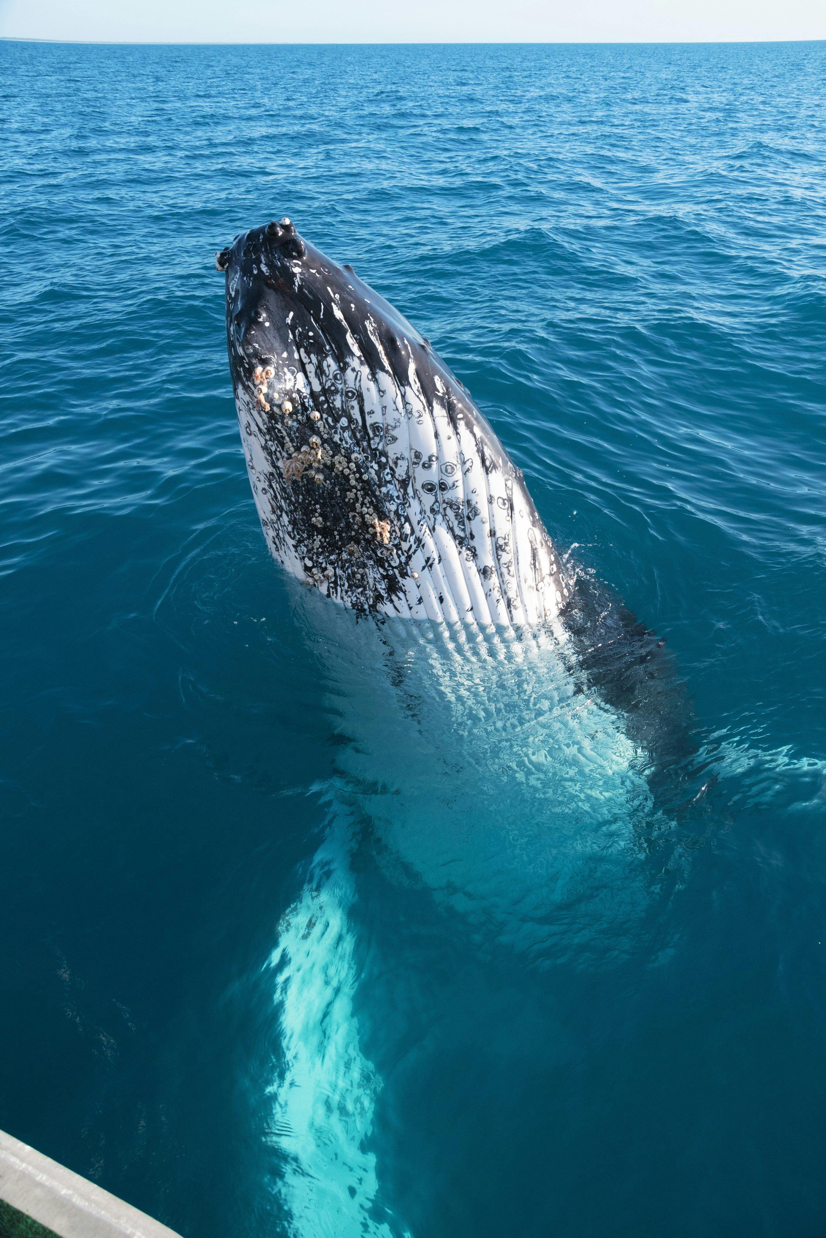 Humpback Whale