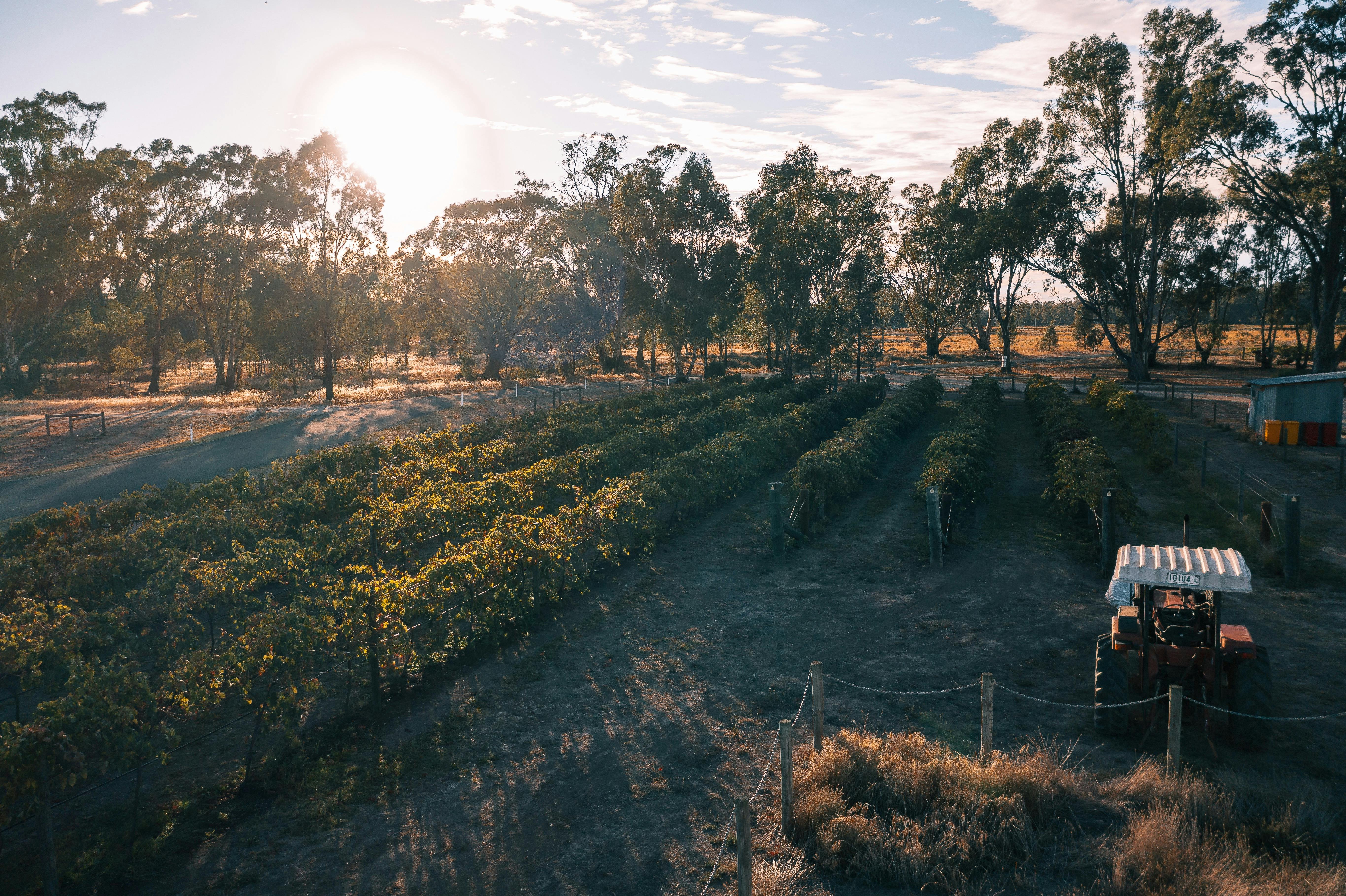 Barham Vines