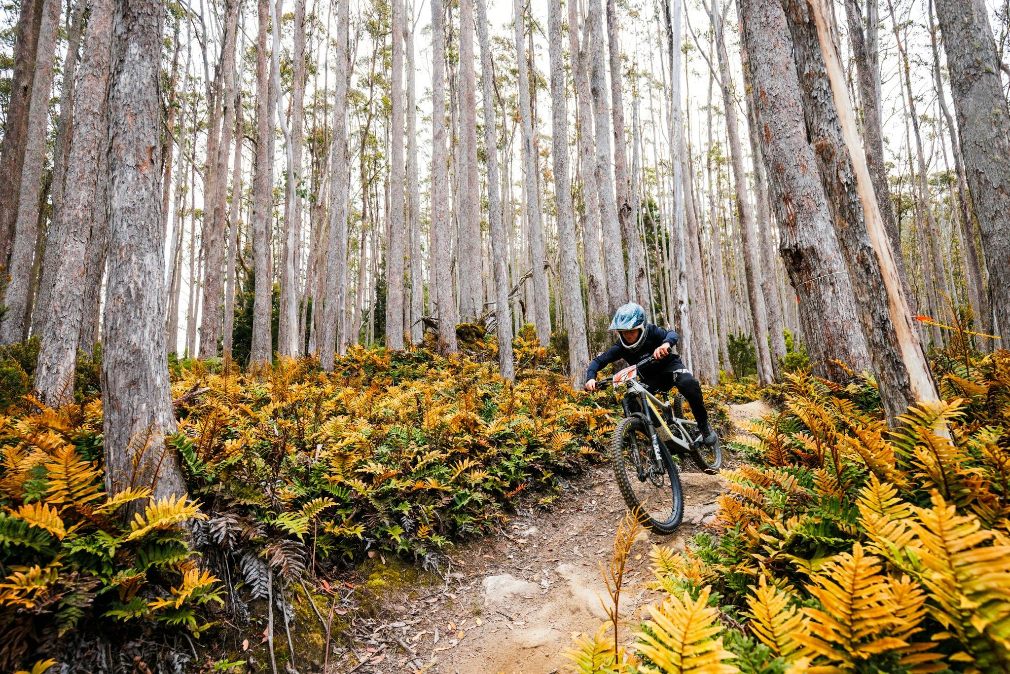 Rider in amongst Maydena forest at Enduro Jam