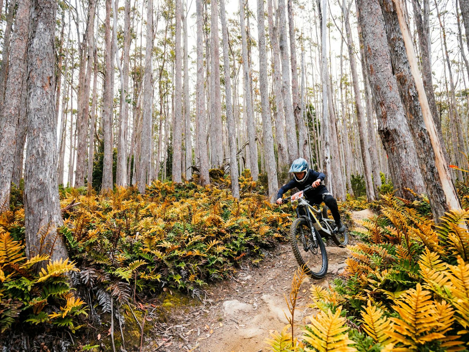 Rider in amongst Maydena forest at Enduro Jam