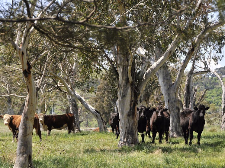 Penrose Country side