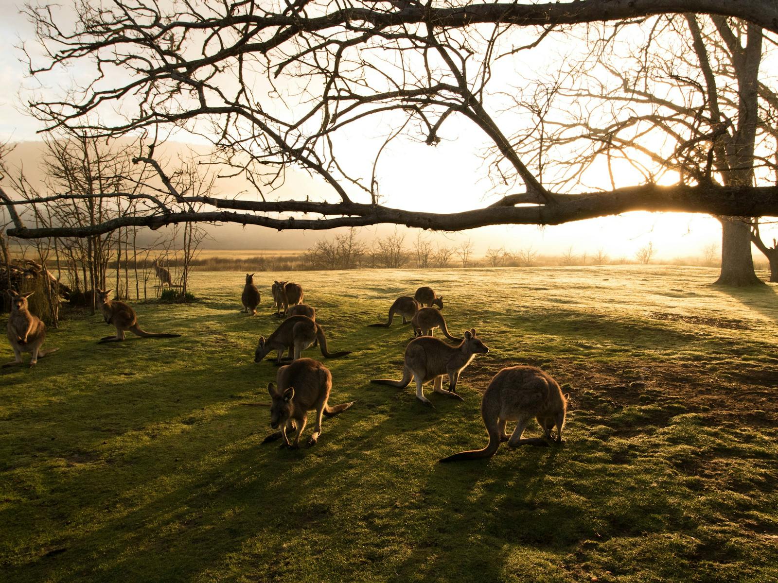 kangaroo gathering at sunrise