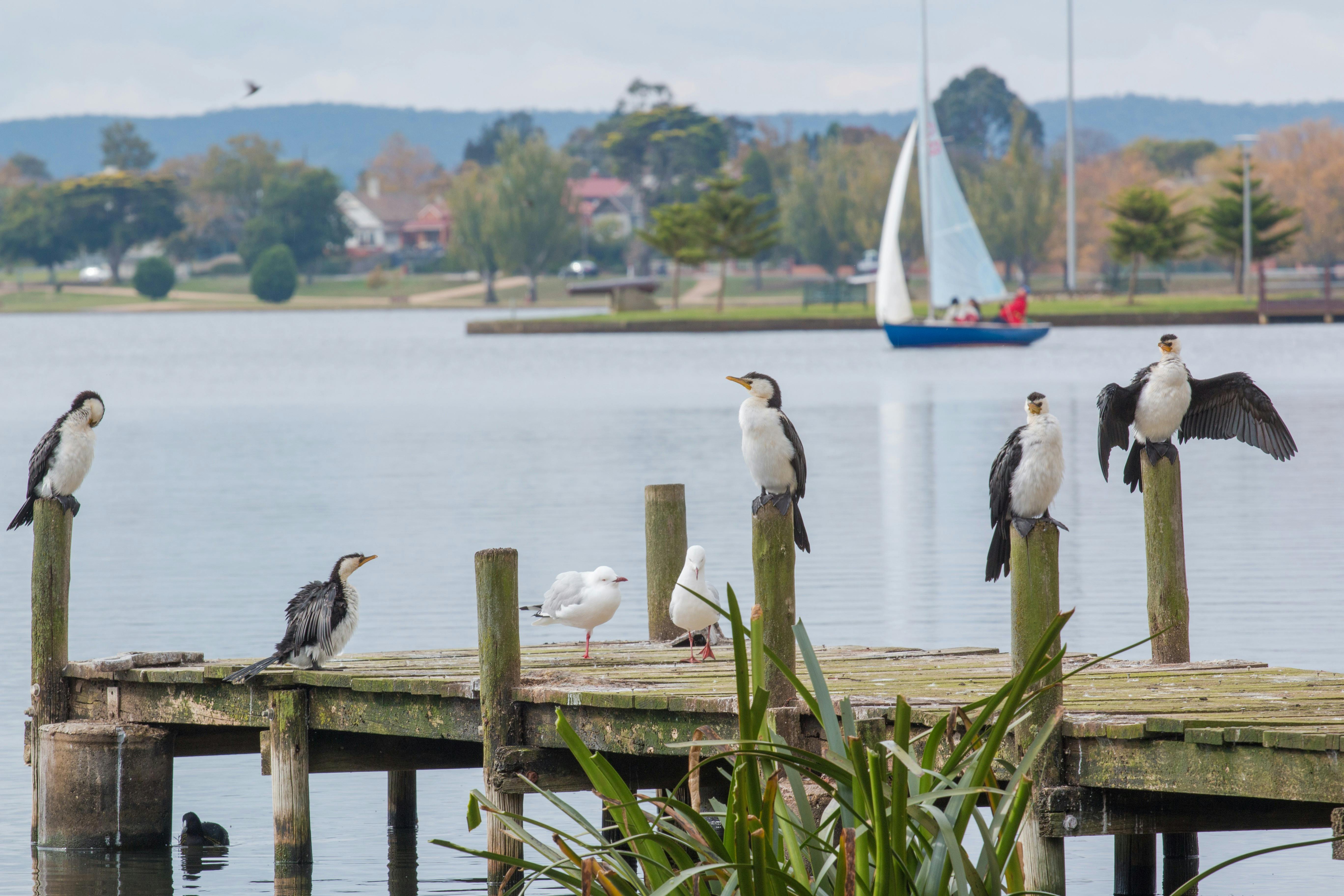 birds on boat jetty at lake wendouree with sail boat in the distance