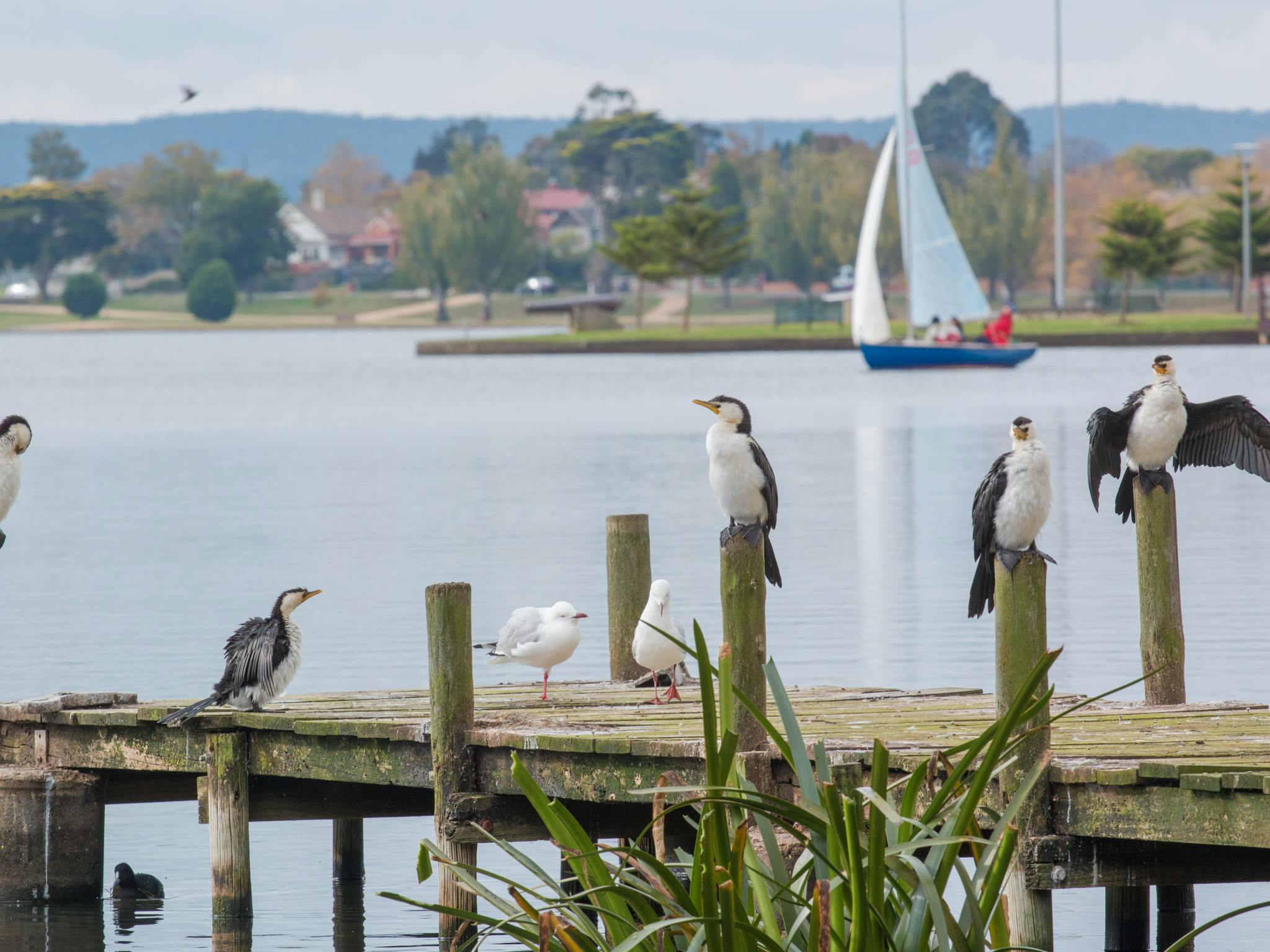 birds on boat jetty at lake wendouree with sail boat in the distance