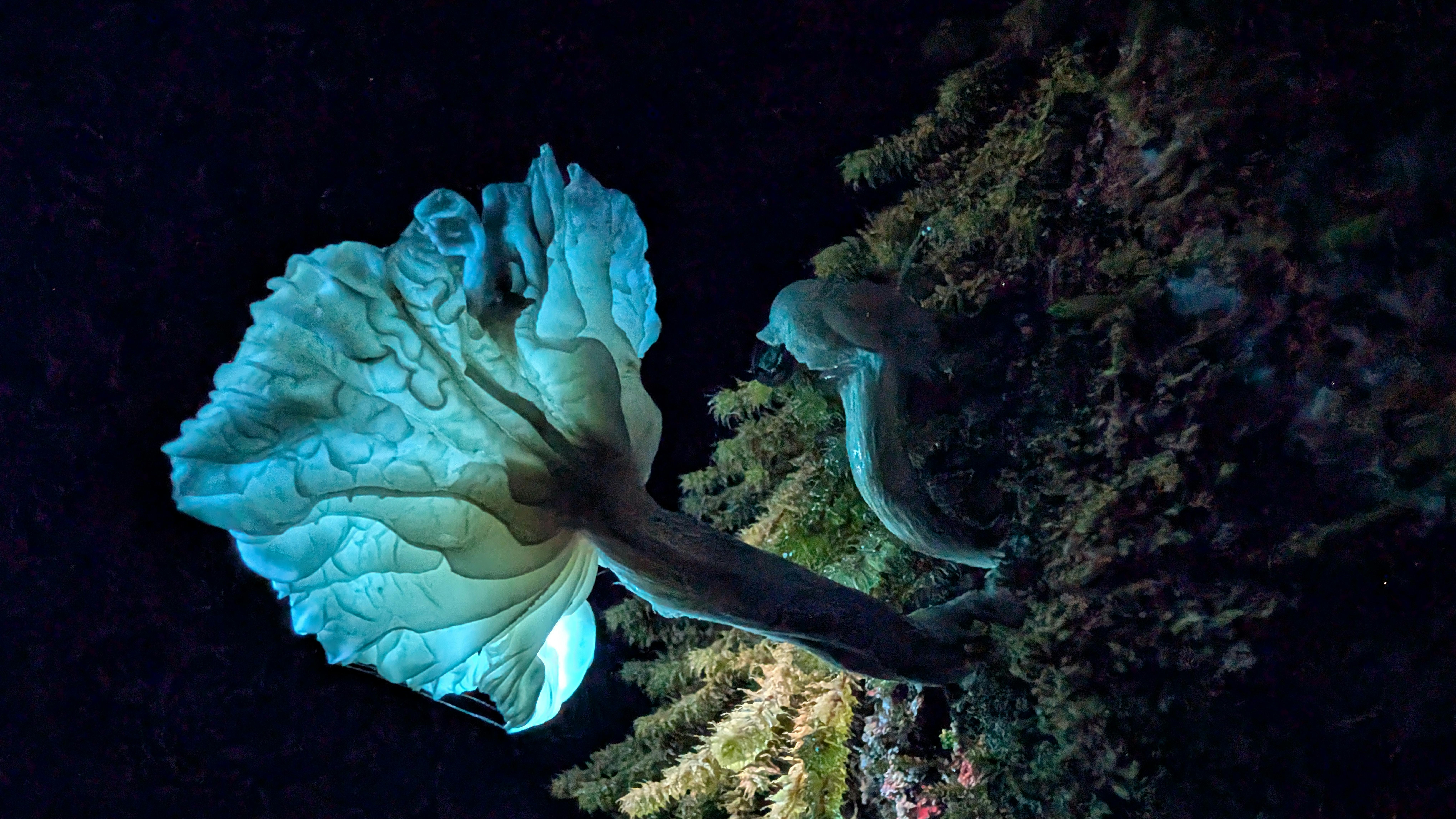 Fungi glowing blue