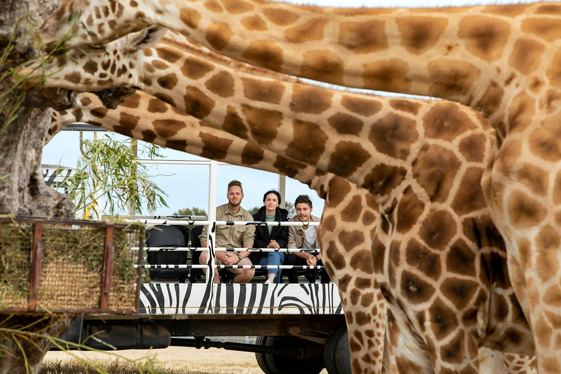 three giraffes eating leaves in front of a tour group