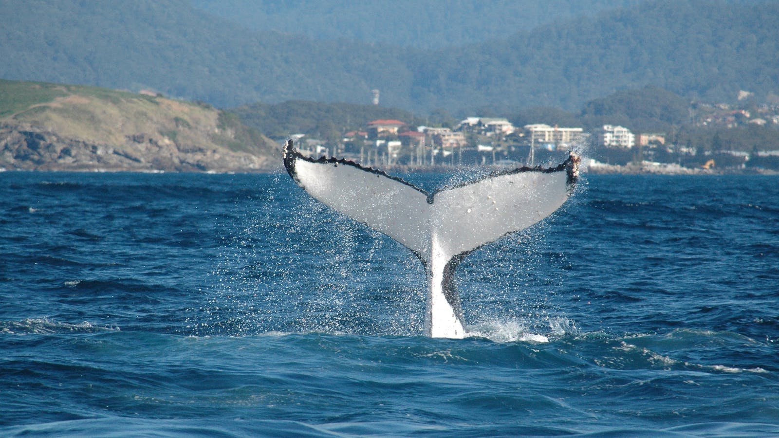Whale Watch Experience/Pacific Explorer