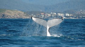 whale tail just outside Coffs Harbour