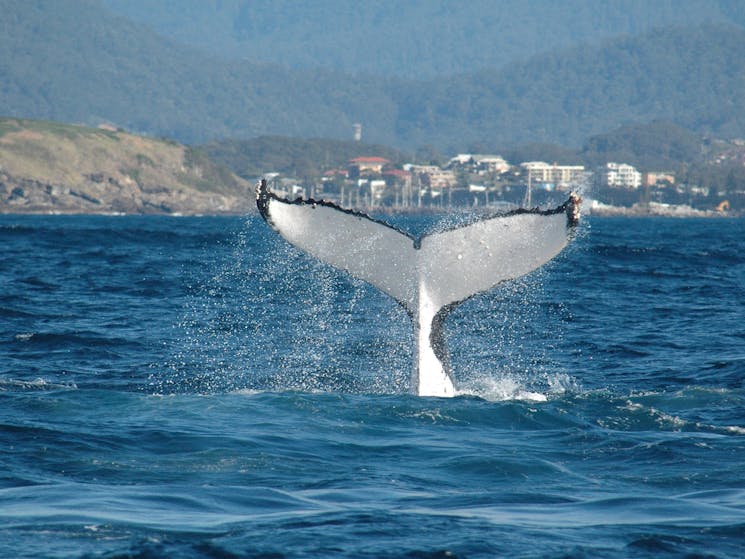 whale tail just outside Coffs Harbour