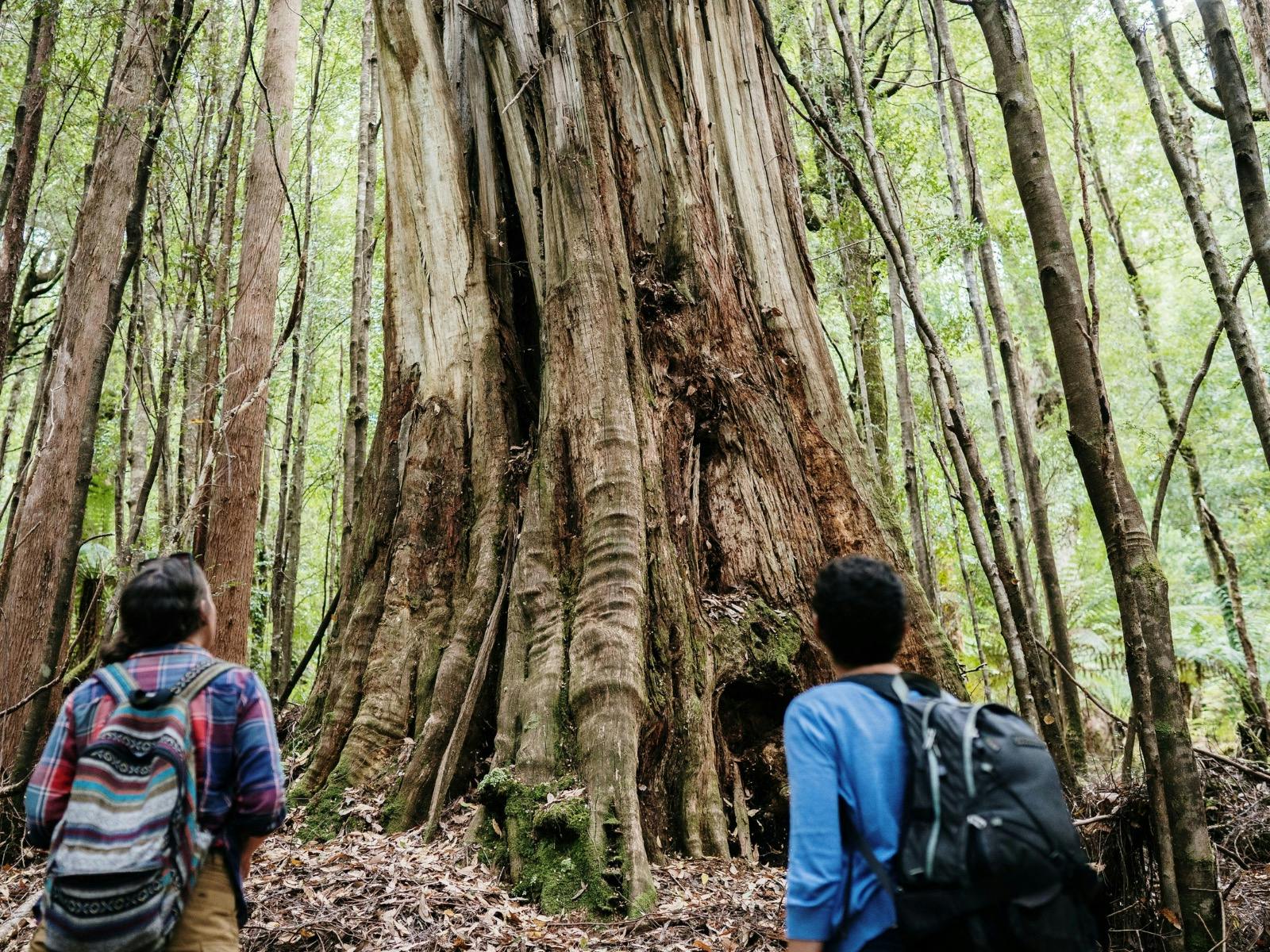 Tarkine Trails