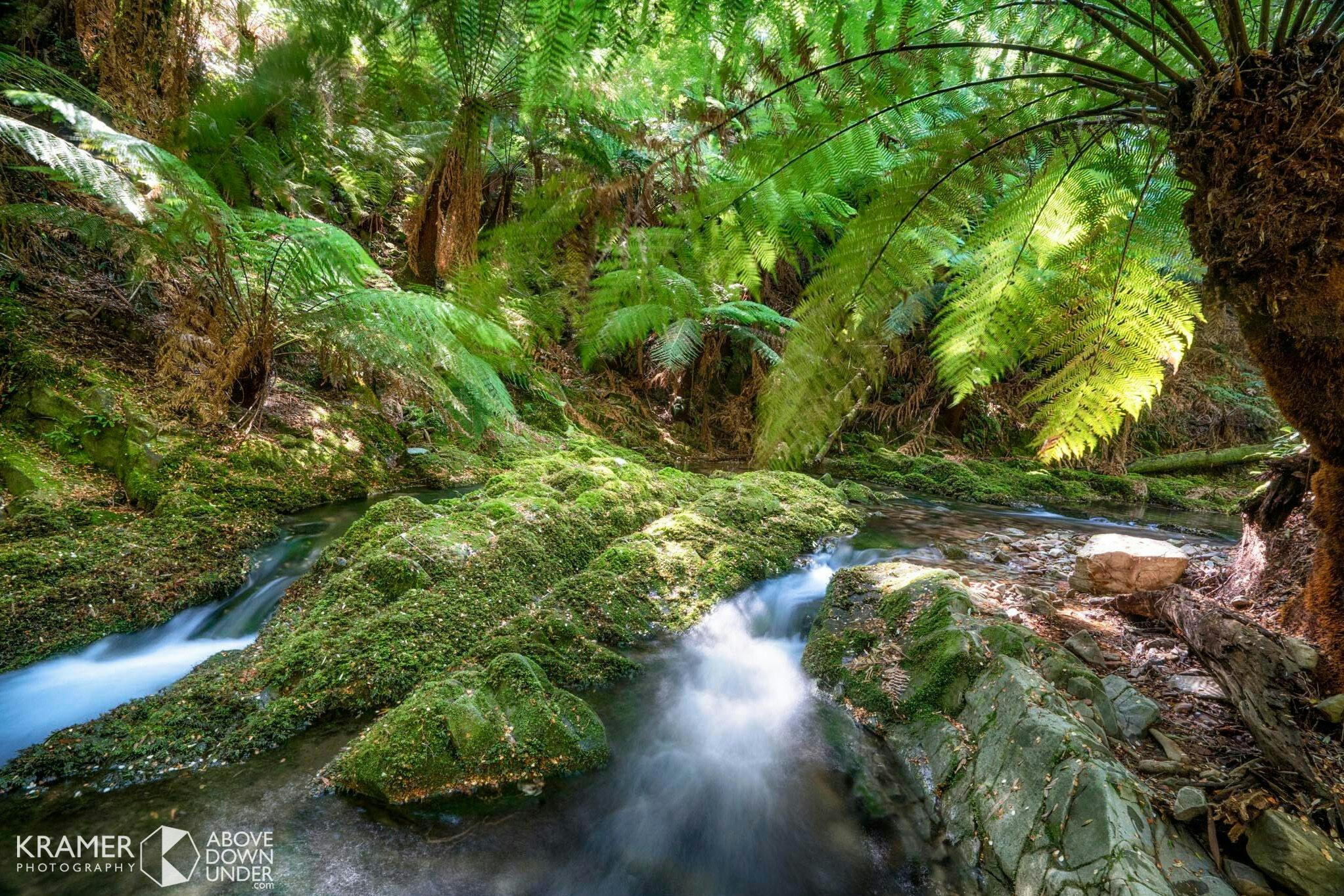 Southern forest creek