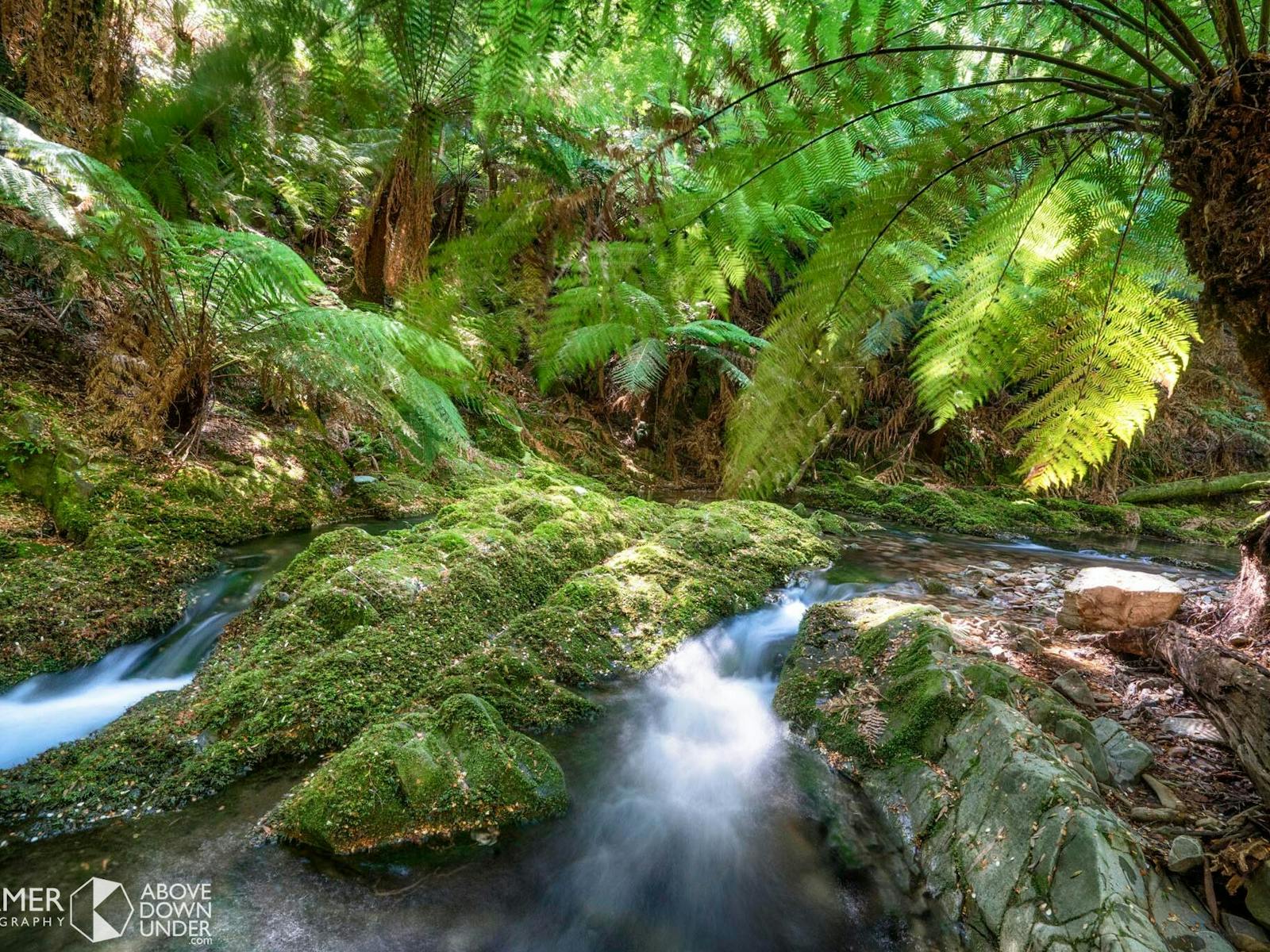 Southern forest creek