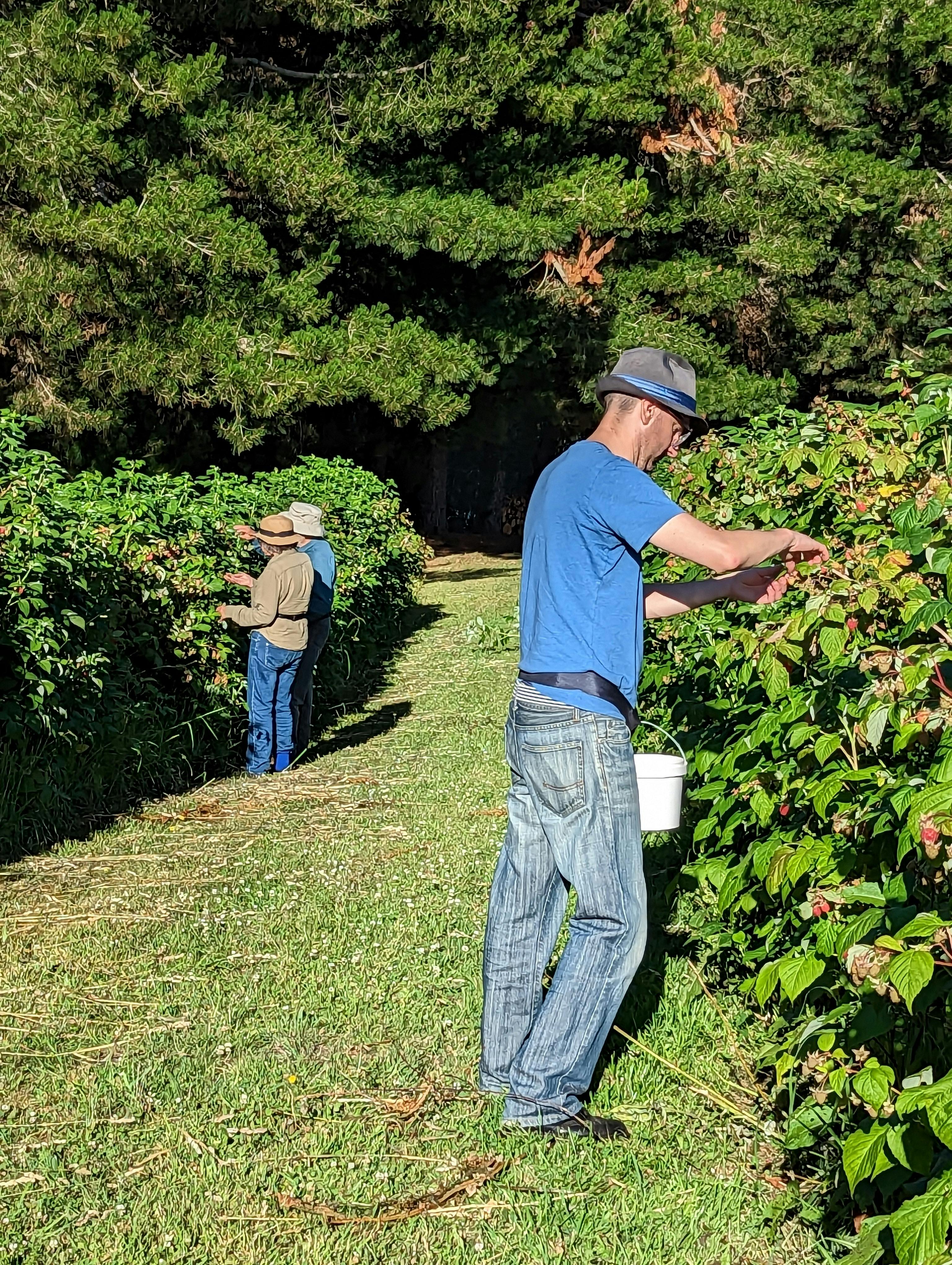 Three people picking raspberries in a sunny raspberry patch