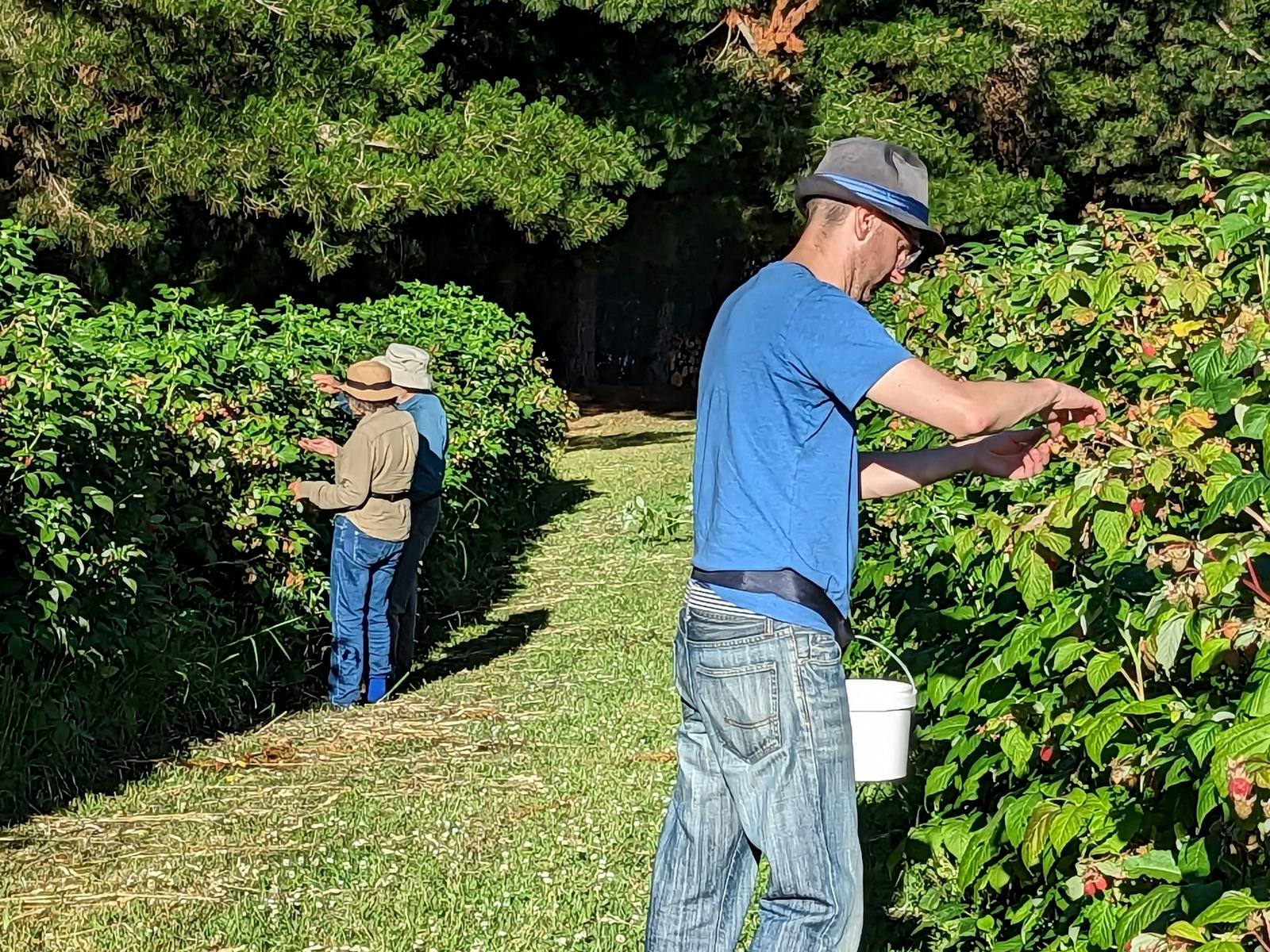 Three people picking raspberries in a sunny raspberry patch