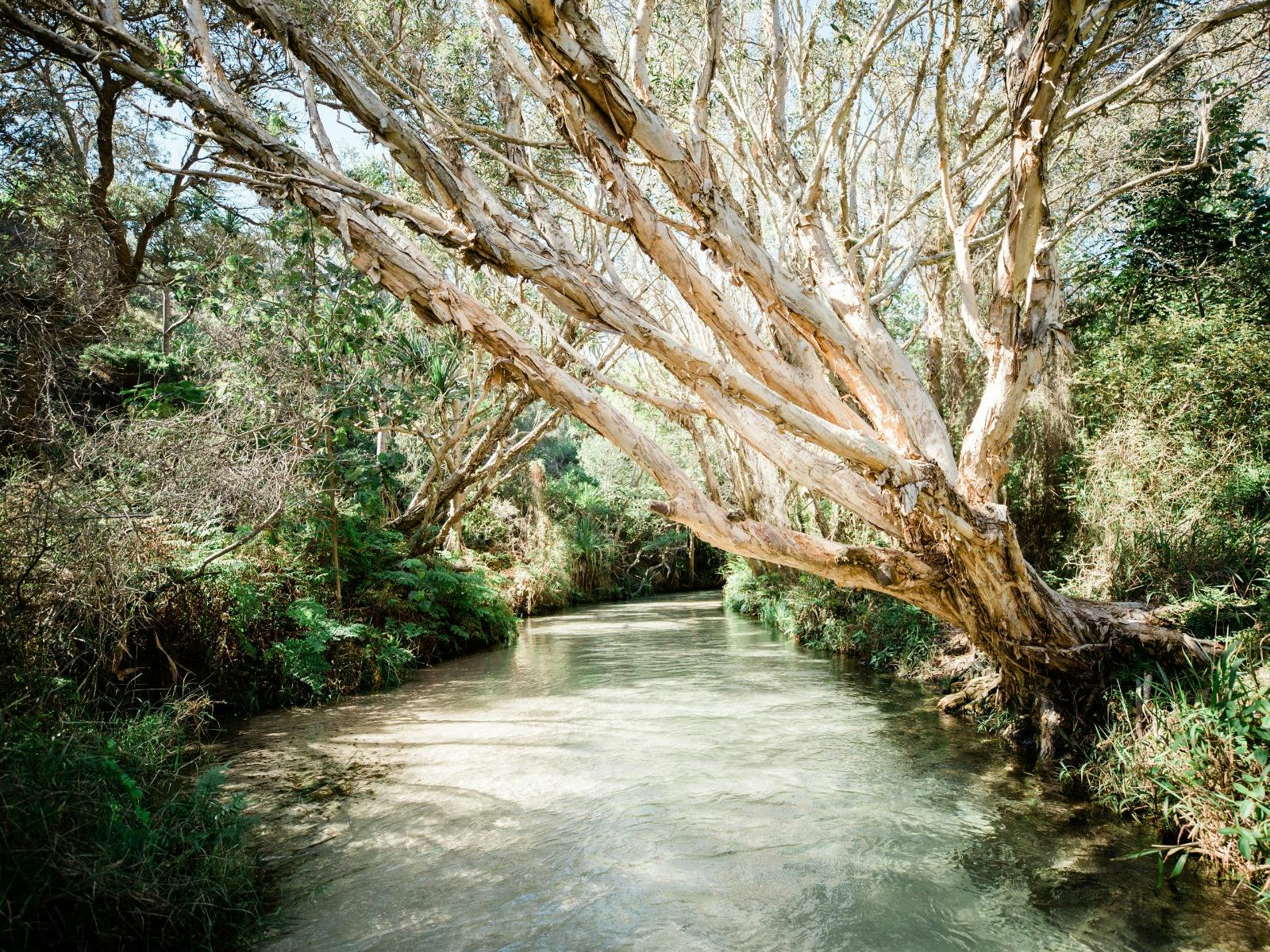 Eli Creek, K'gari Fraser Island