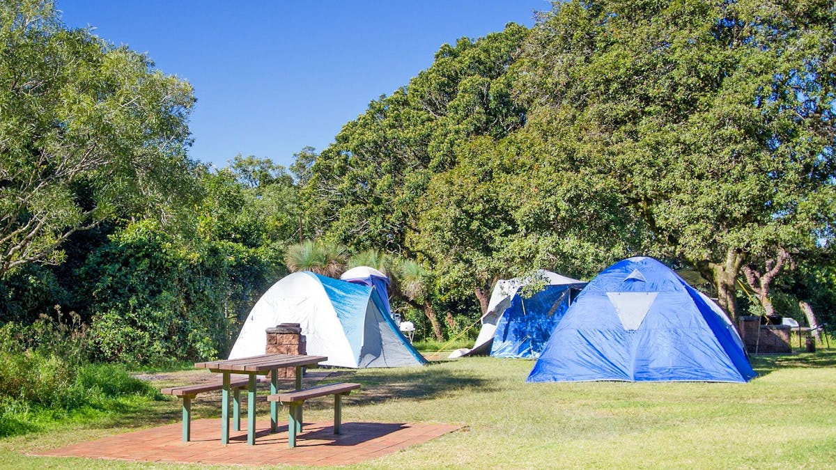Blue and white tents on grassy campsite with picnic table and trees under clear blue sky