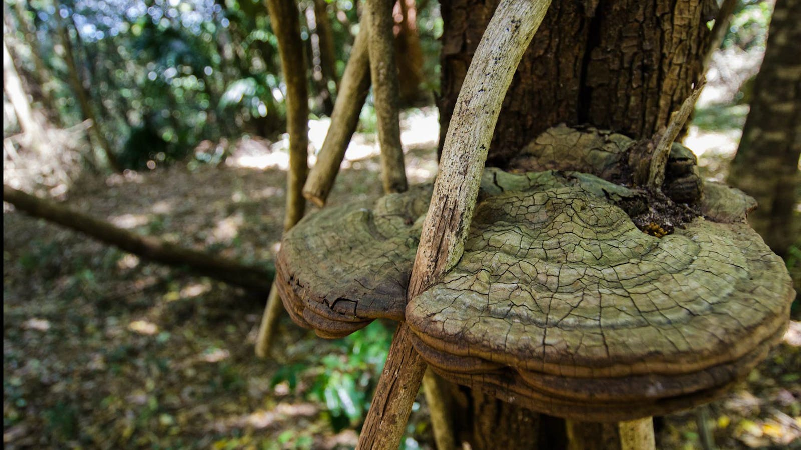 Mount Keira Ring Track
