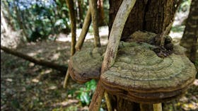 Mount Keira Ring Track