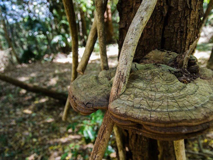 Mount Keira Ring track, Illawarra Escarpment State Conservation Area. Photo: John Spencer