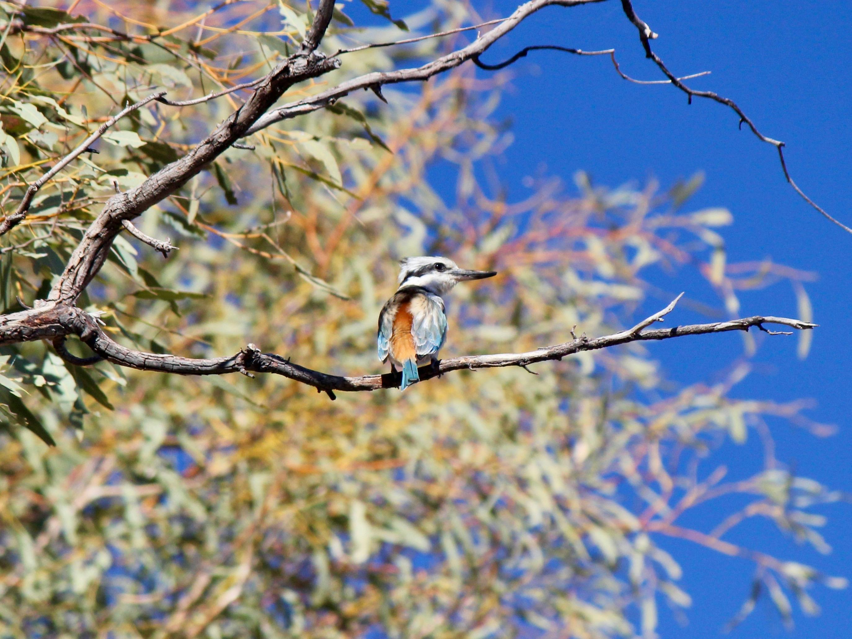 Coates Wildlife Tours