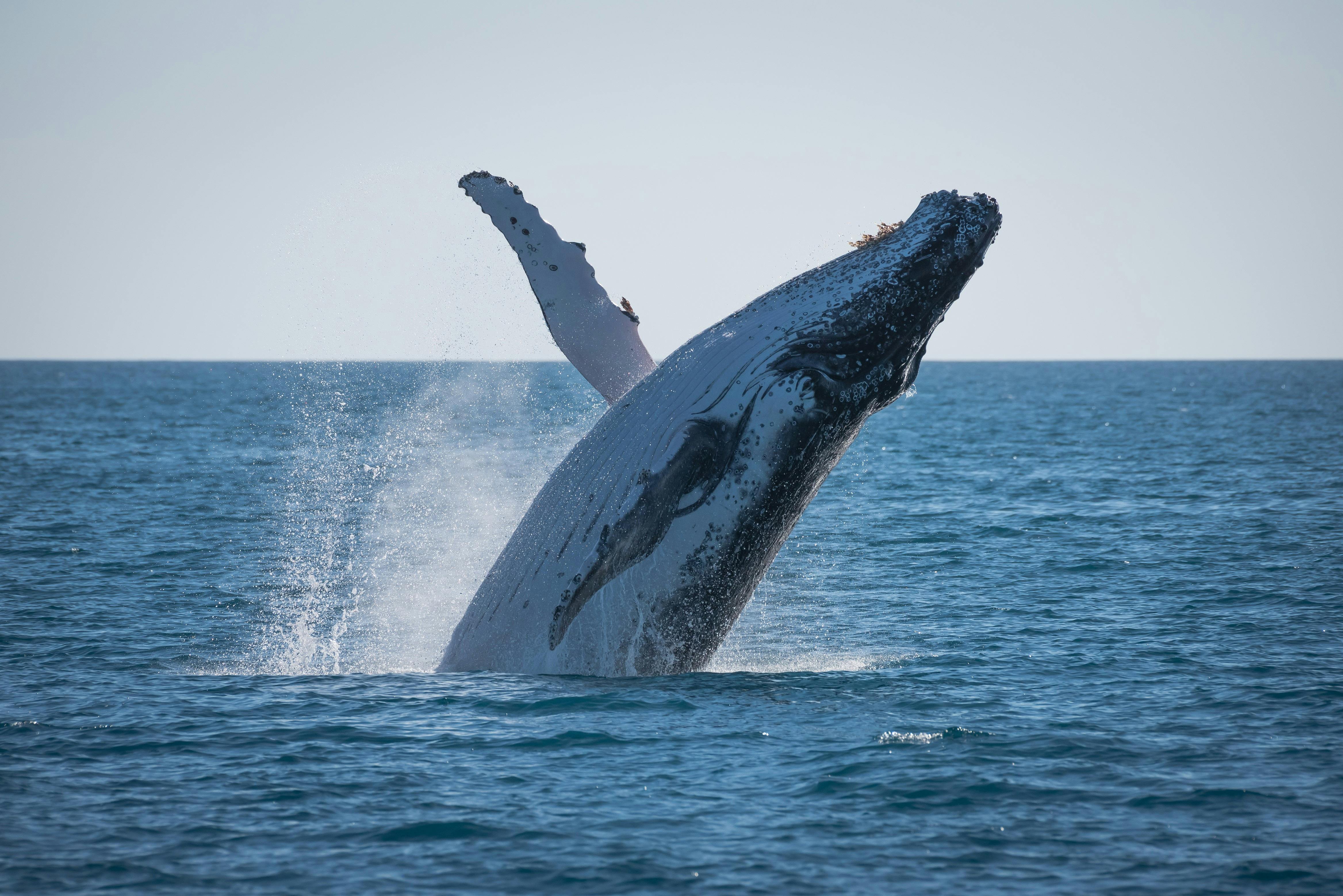 Humpback Whale