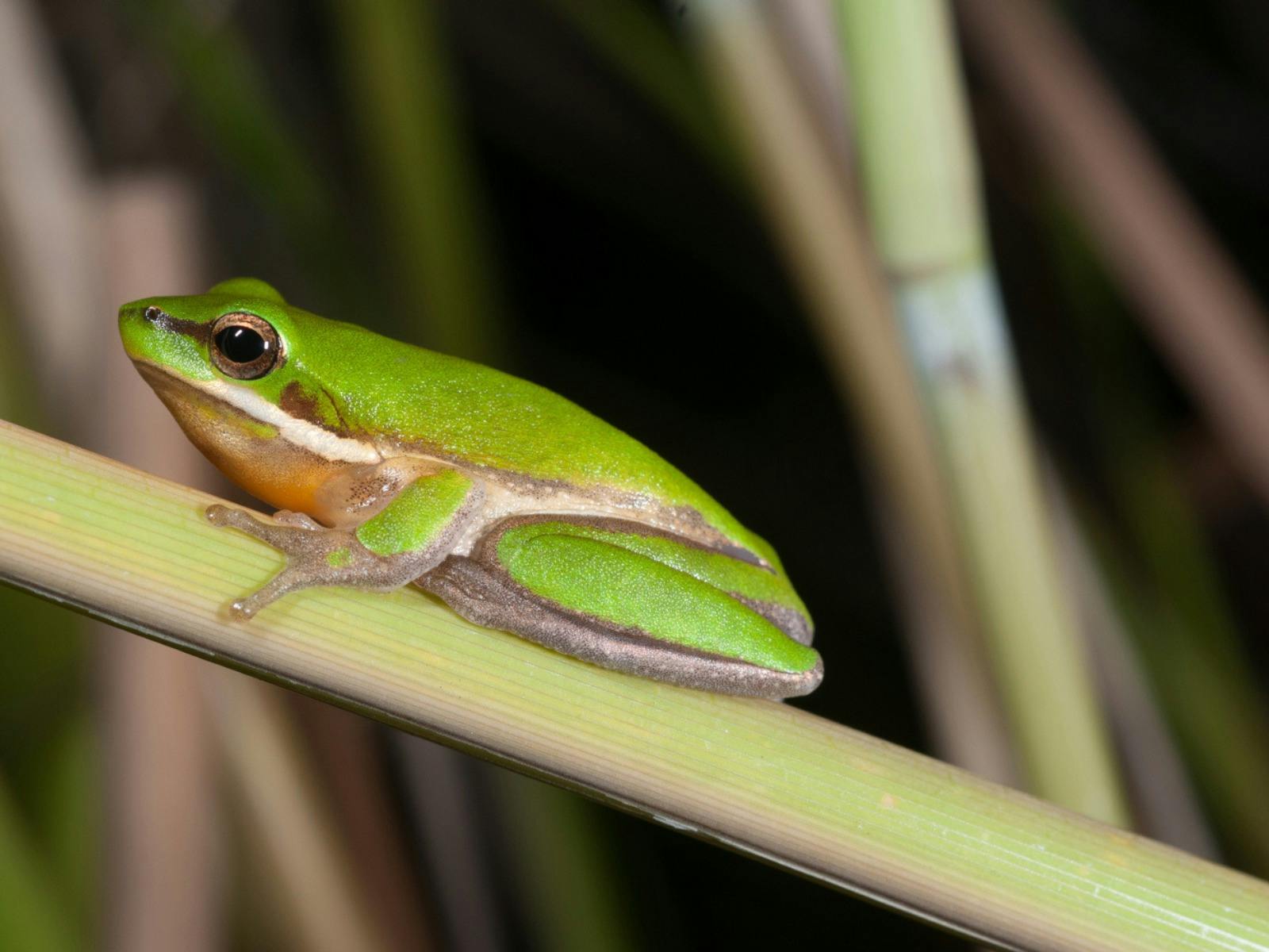 Eastern sedgefrog, Litoria fallax