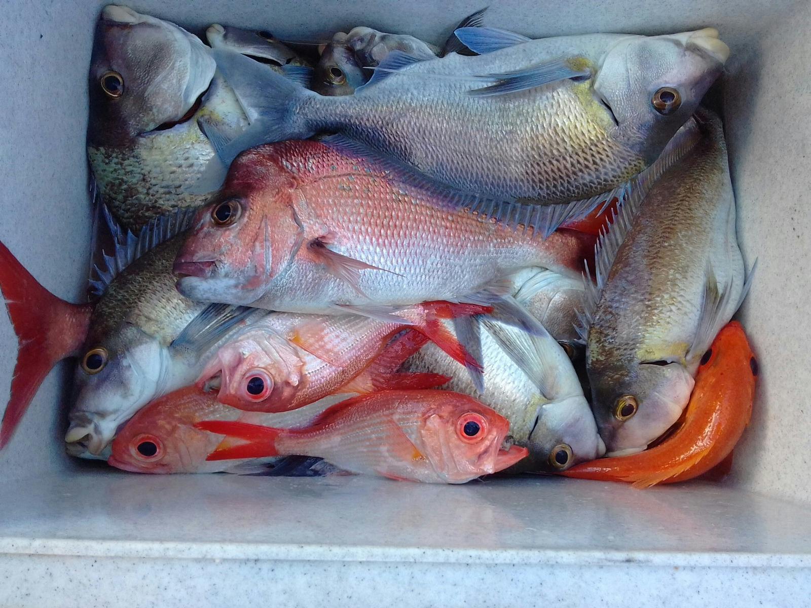 Nice box of Reef fish