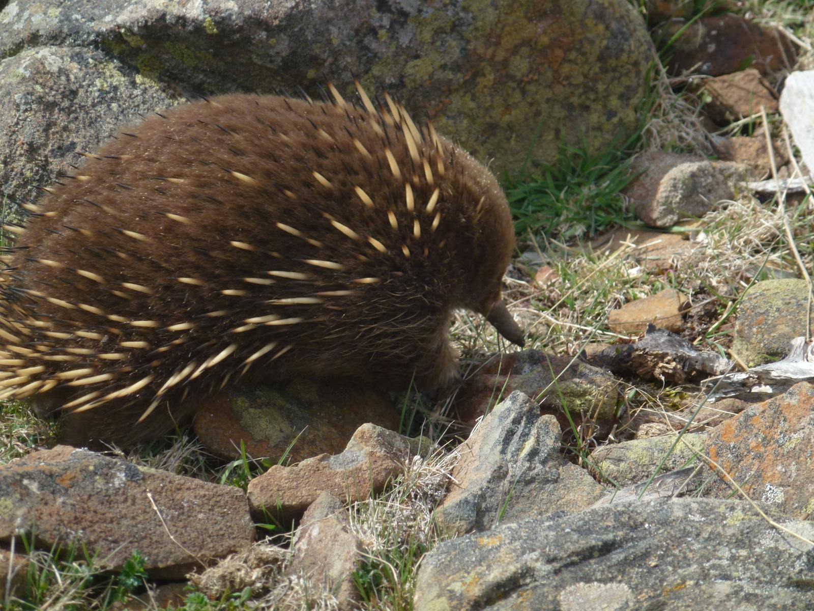 A local echidna, near the Great Lake in the Central Highlands of Tasmania