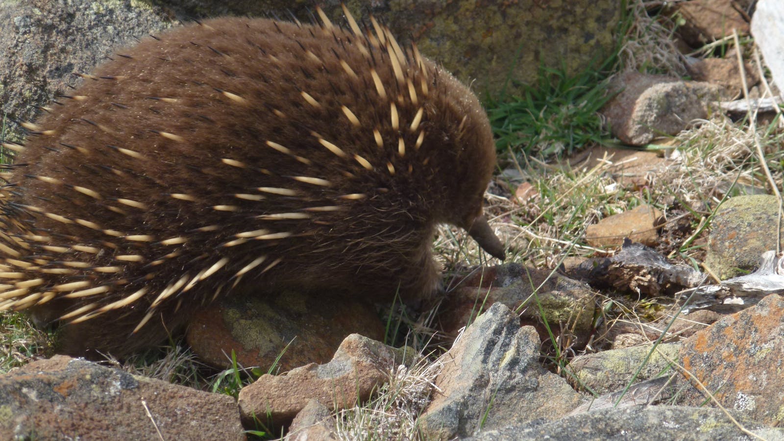 An echidna, part of the wildlife you might experience in the Central Highlands