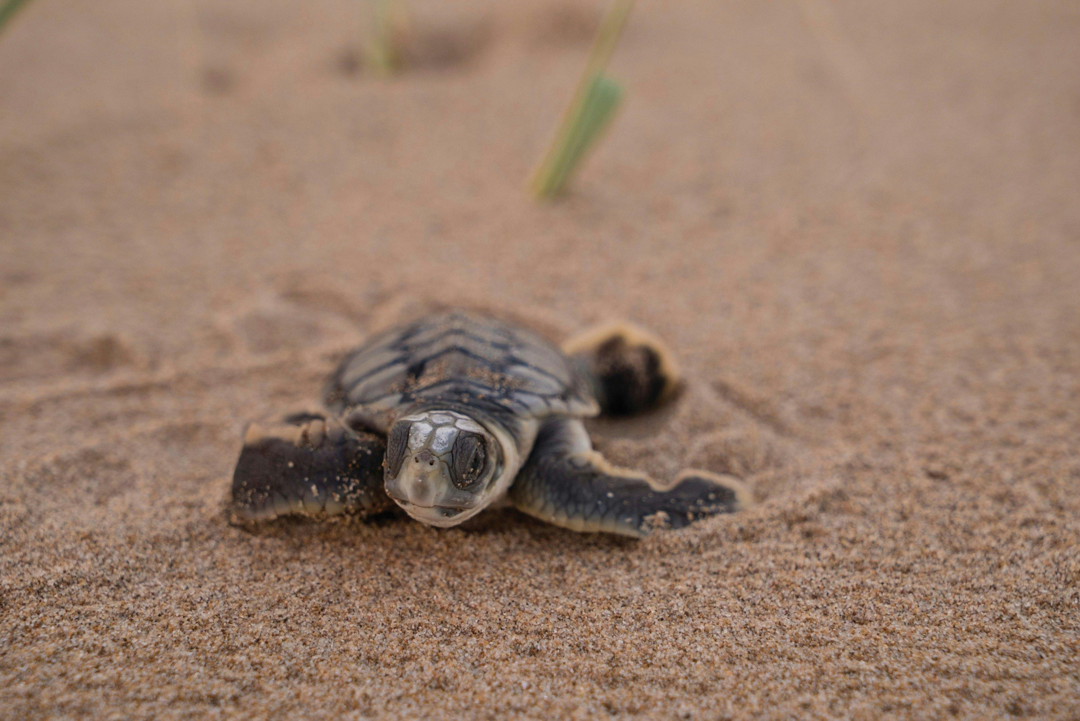 Close-up of Loggerhead hatchling making its way along the sand at Wreck Rock