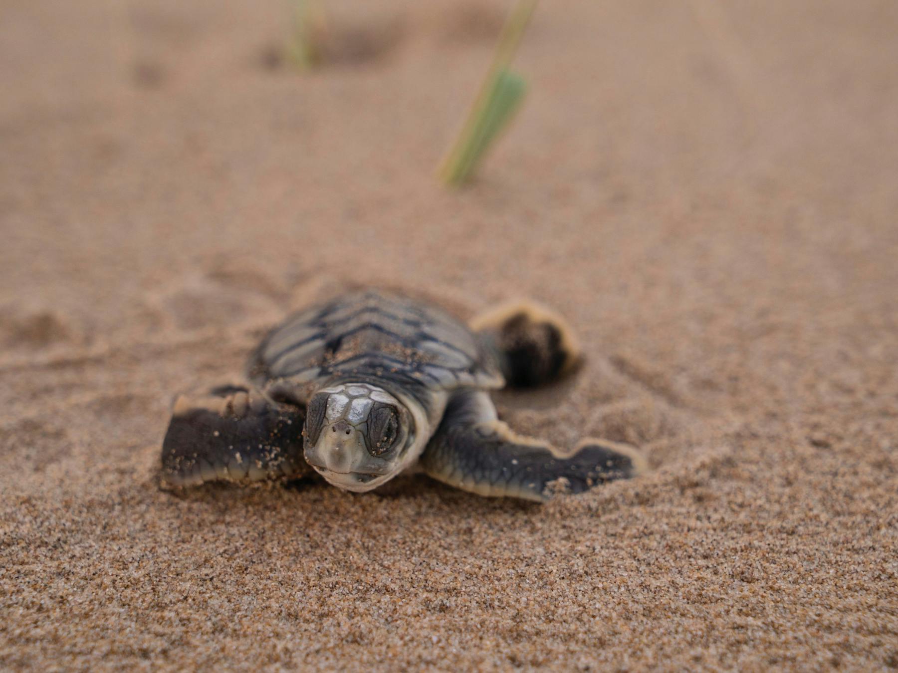 Close-up of Loggerhead hatchling making its way along the sand at Wreck Rock