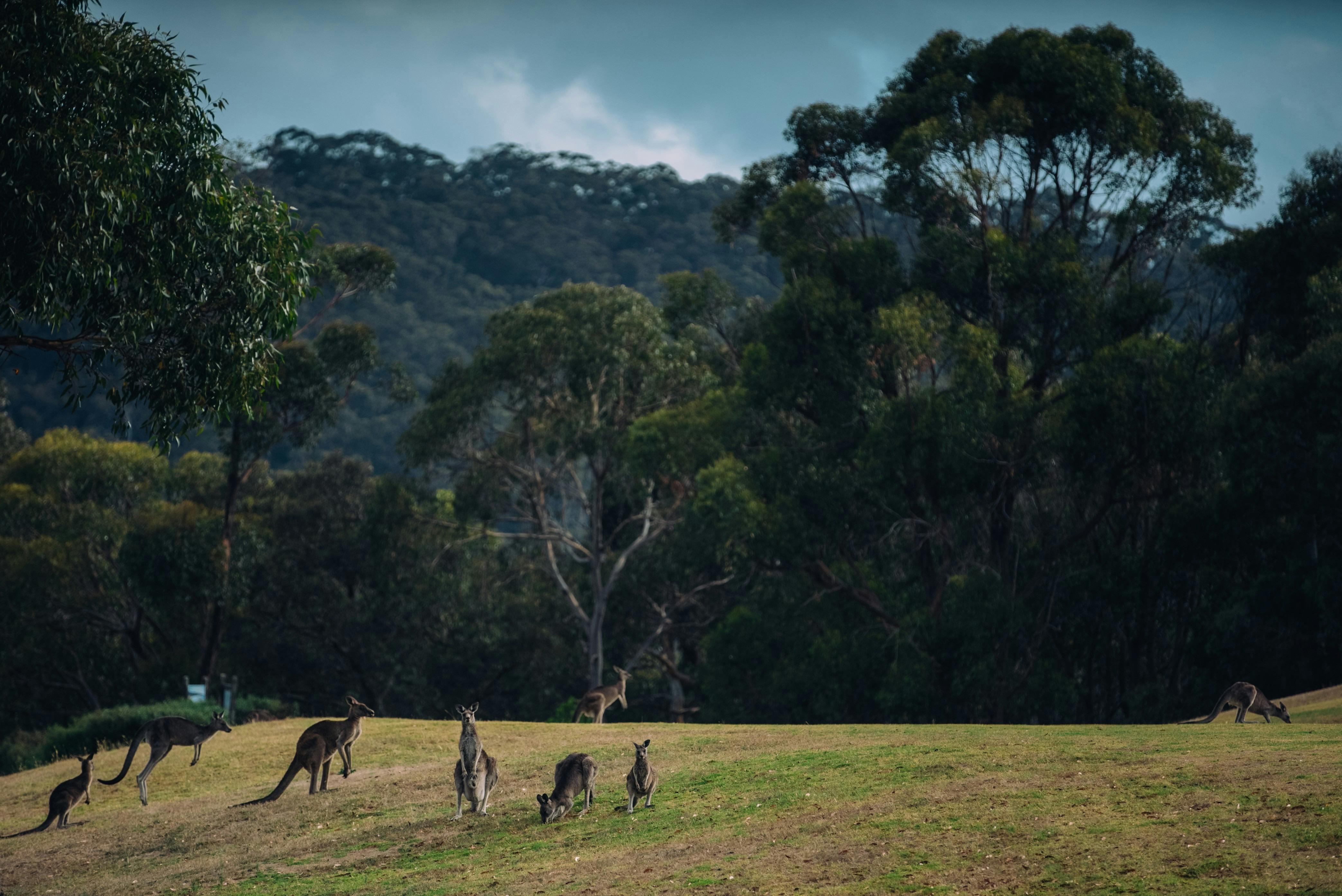 We take a kangaroo tour on private property - often the highlight for many of our guests