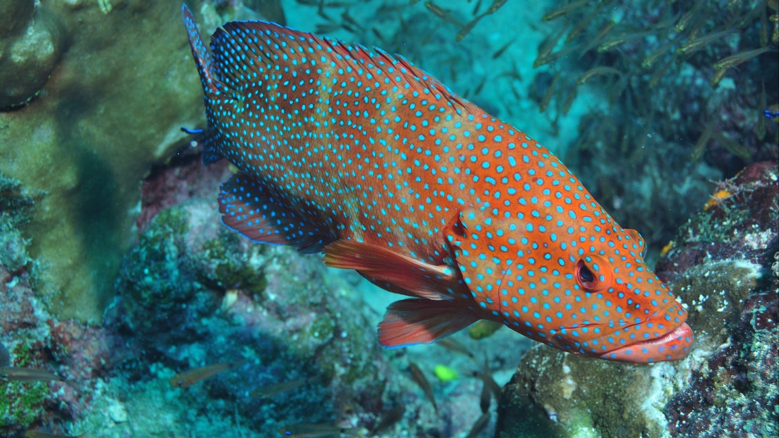 Cobia Hole Dive Site