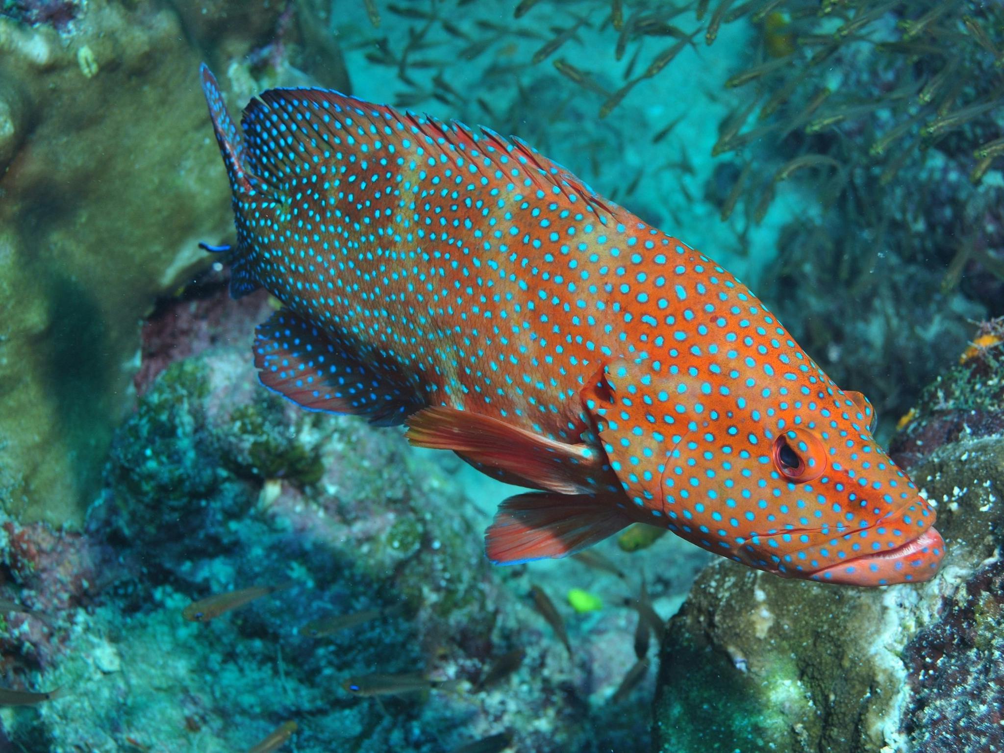Cobia Hole Dive Site