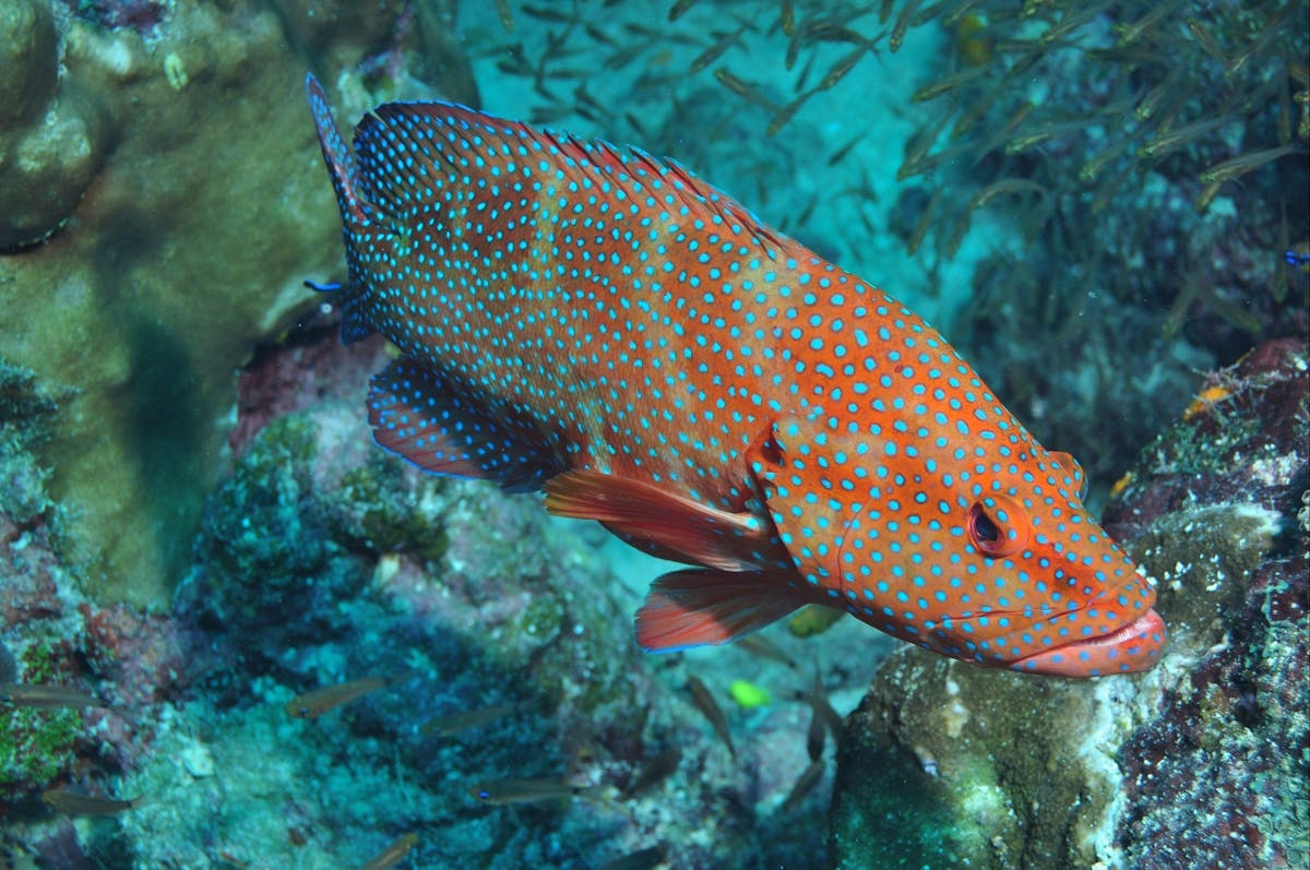 Cobia Hole Dive Site