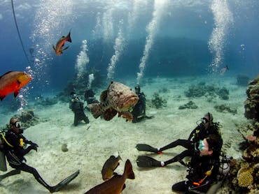 Guided scuba divers diving near Lizard Island