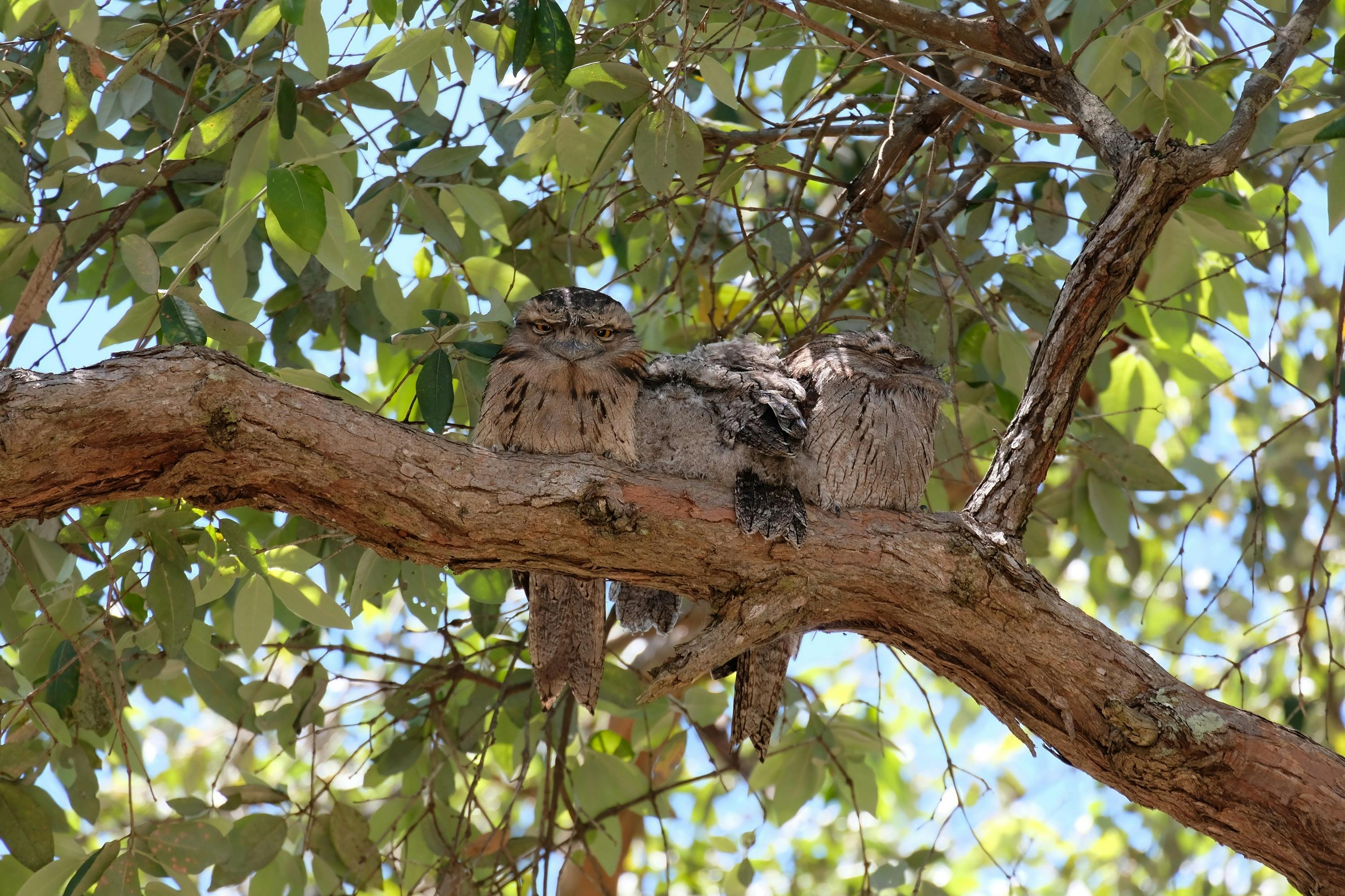 2 Adult and 2 baby Tawny frogmouths sitting on  branch in the Arboretum.
