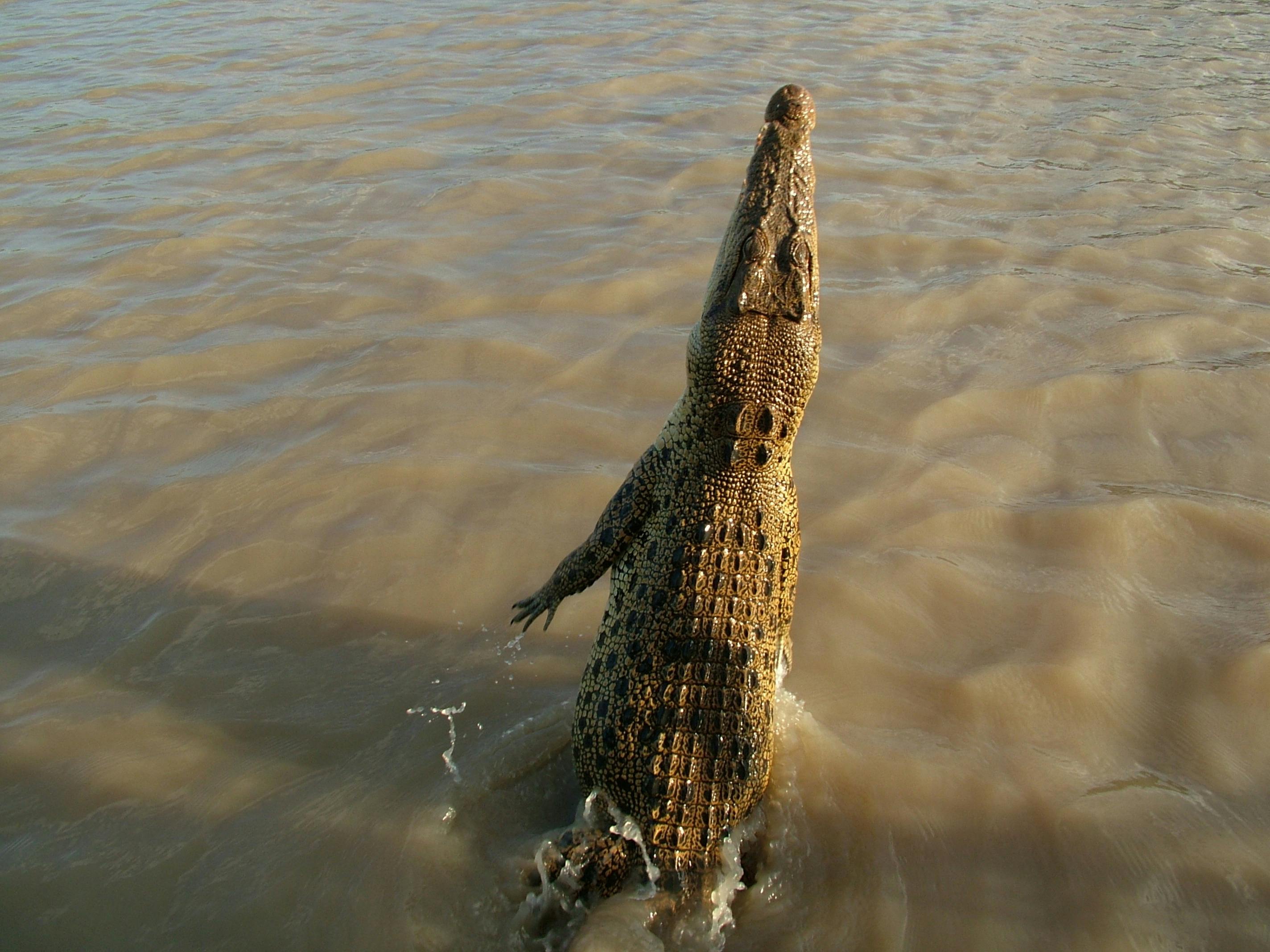 Jumping croc