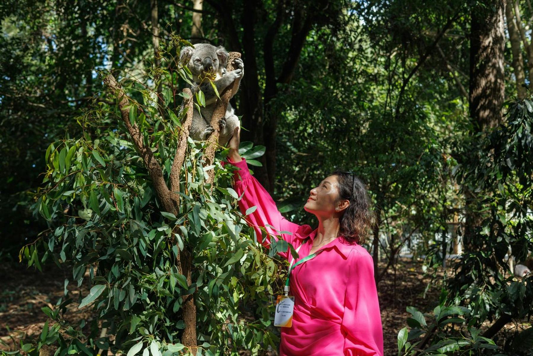 Get up close to Koalas