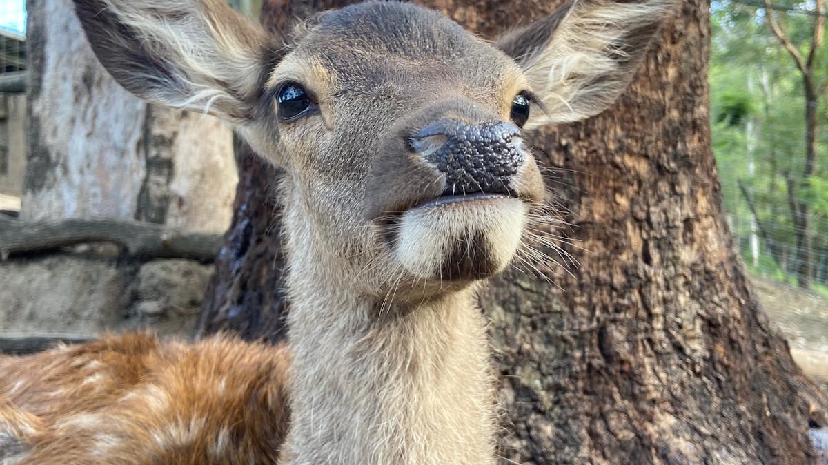 Spotty deer red deer fawn Australia