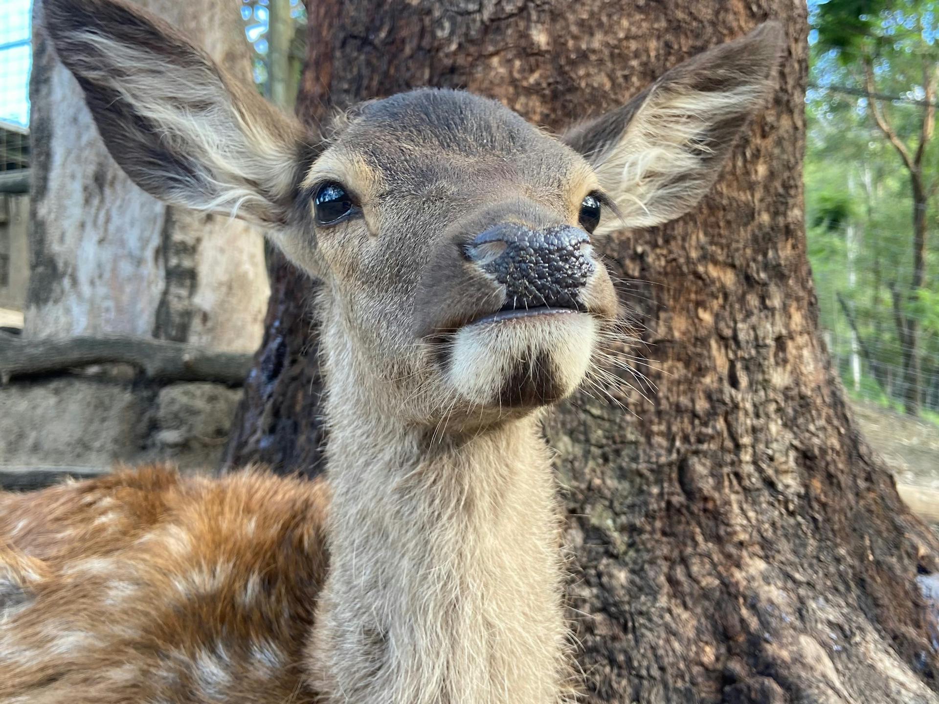 Lyell Deer Sanctuary in Mount Samson - The Fold: Your Guide to ...