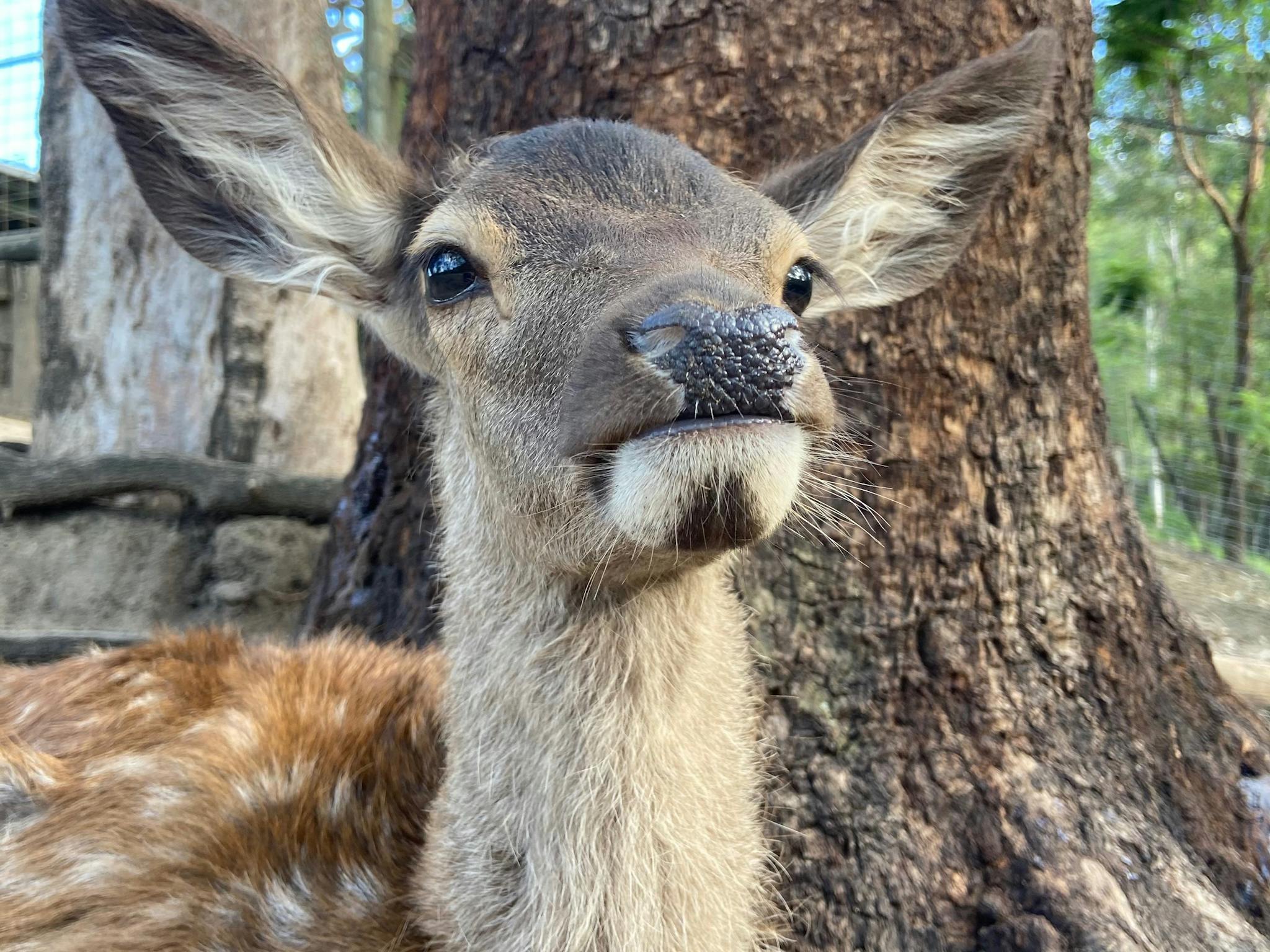 Spotty deer red deer fawn Australia Spotty deer red deer fawn Australia