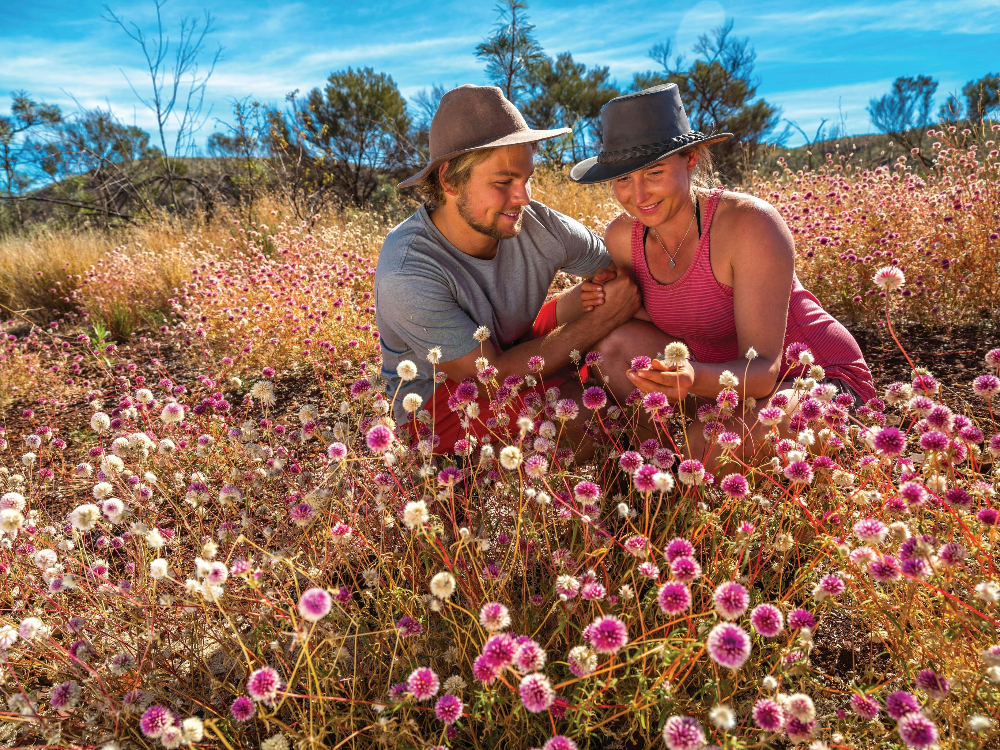 Pilbara Wildflower Trail, Karijini, Western Australia
