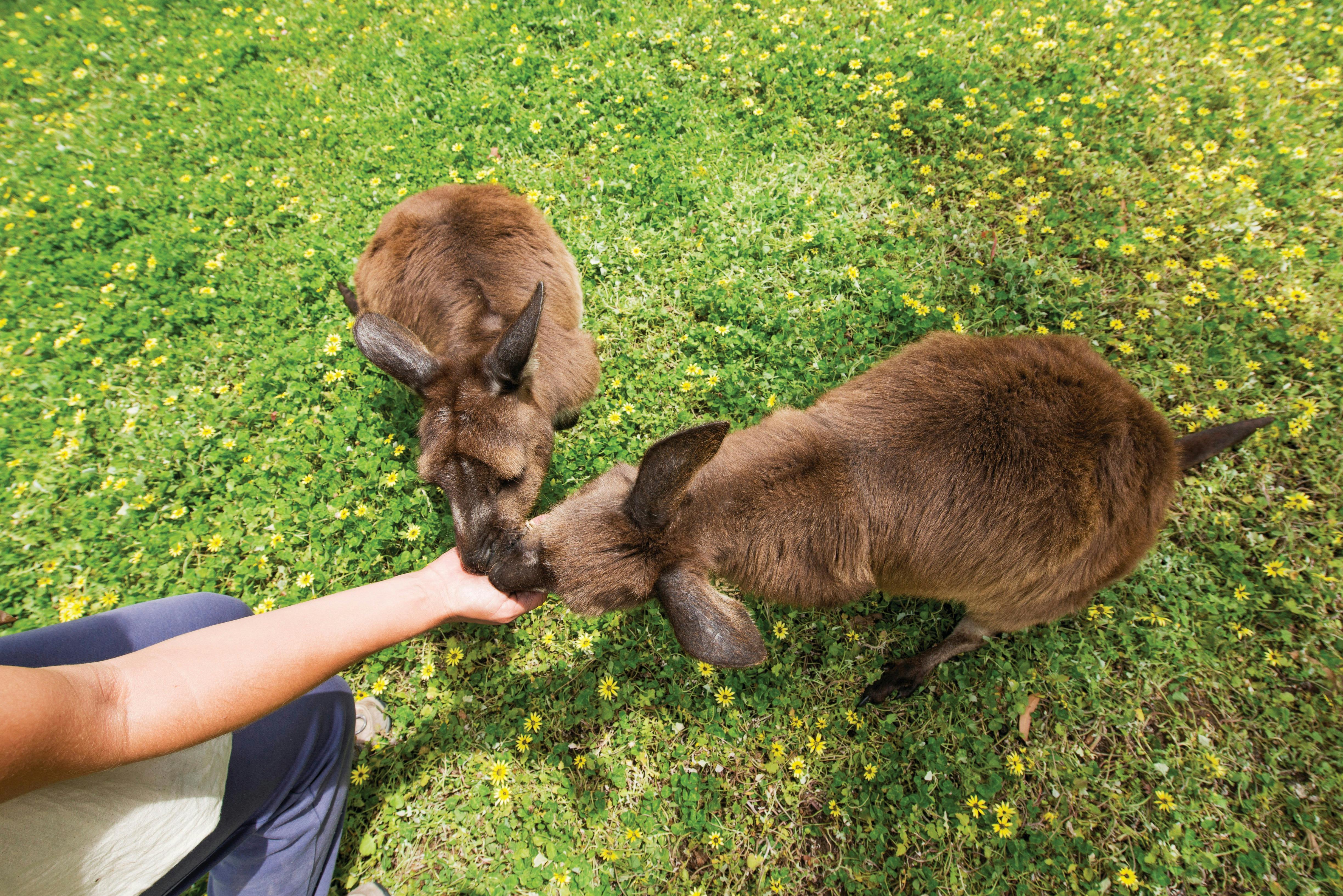 Feed the local wildlife