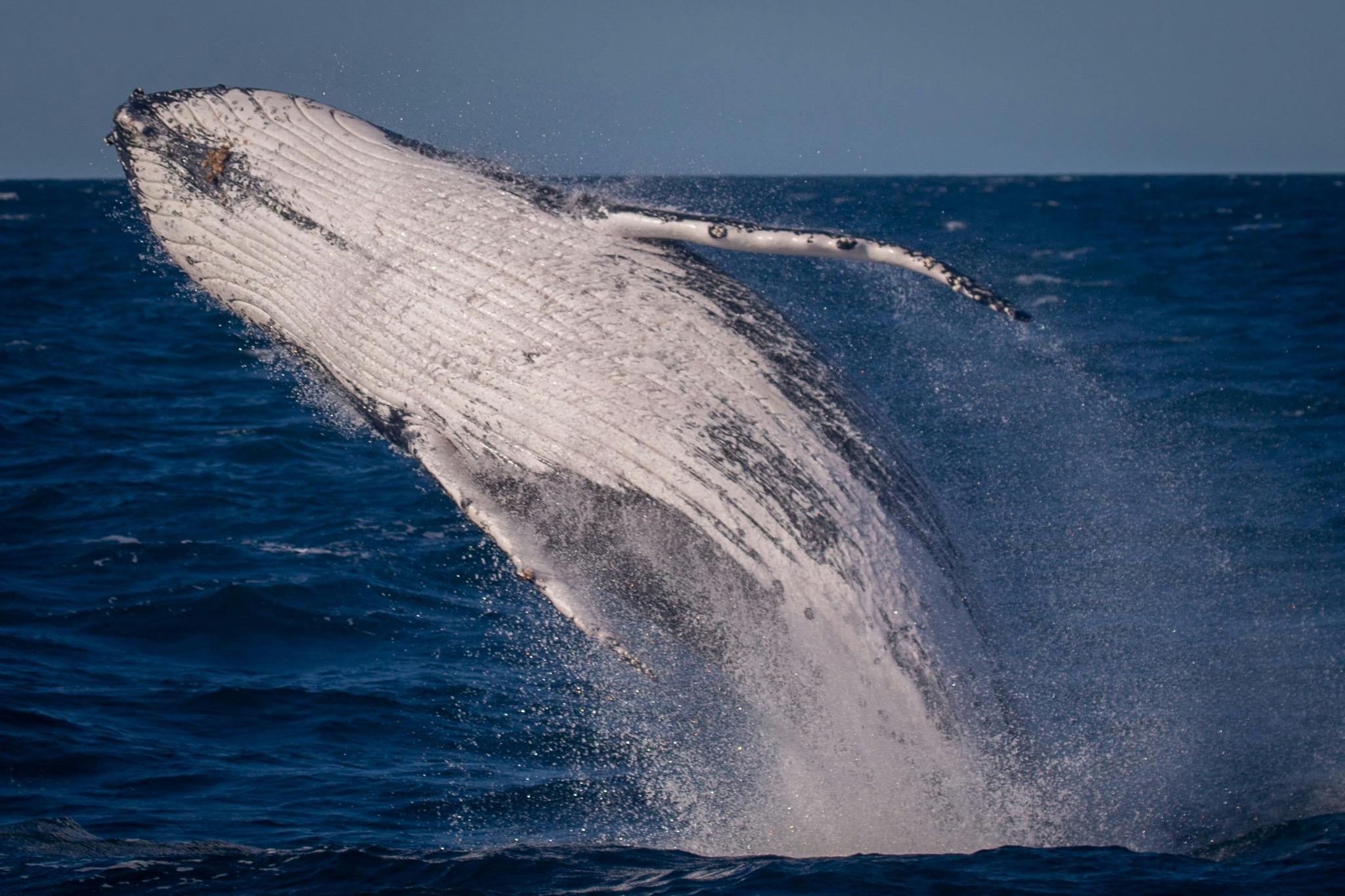 Whale breaching off Eden