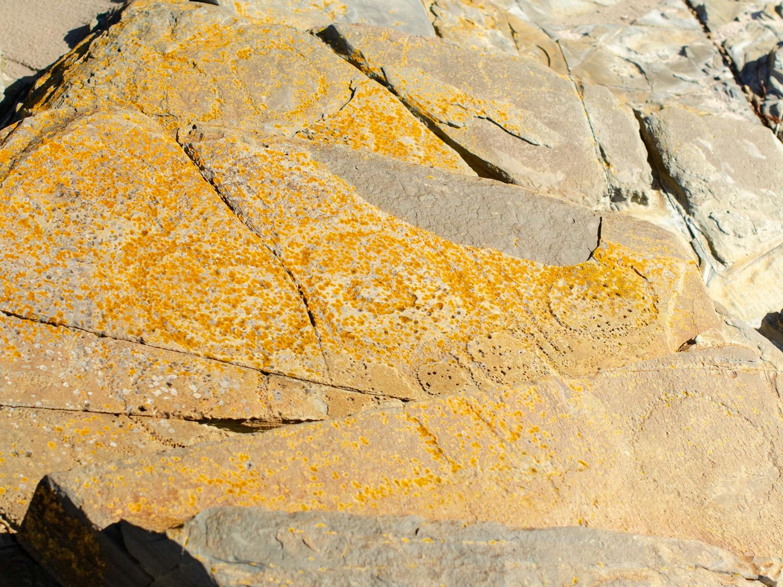 Subtle petroglyphs on orange and grey rock at ground level