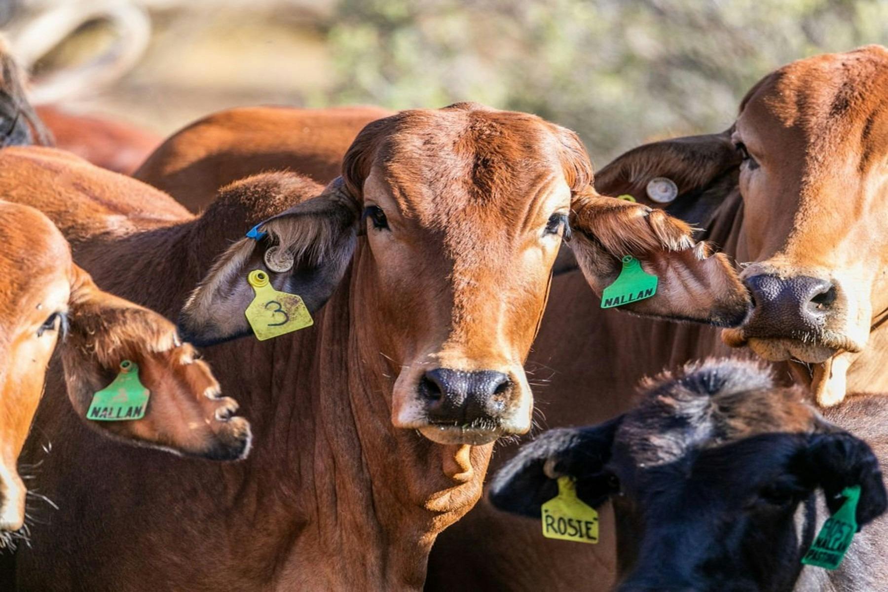 Nallan Station Cattle