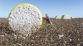 Cotton Wool Harvesting